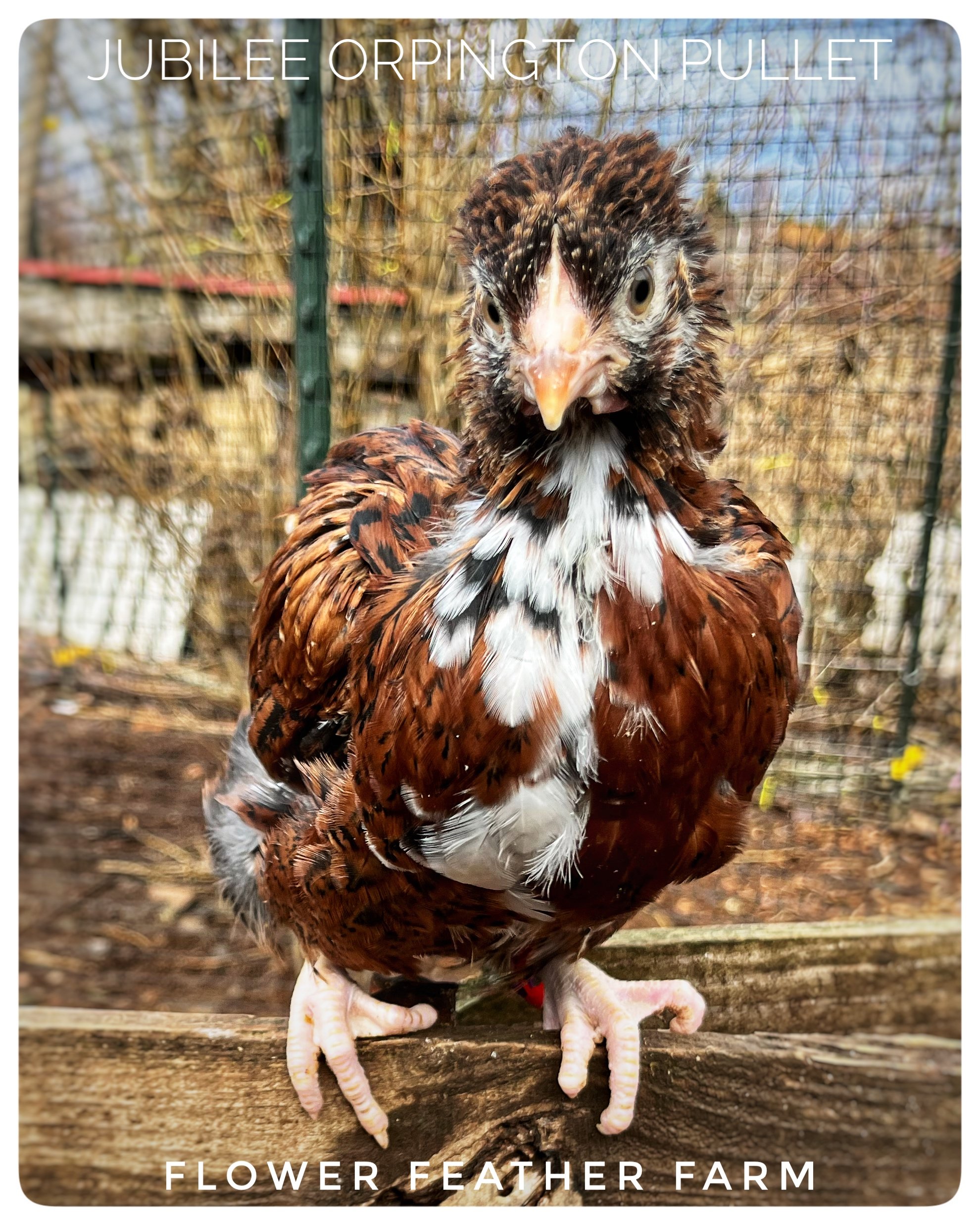 Jubilee Orpington Pullet at Flower Feather Farm, chicks &amp; dahlias, a chick hatchery near me