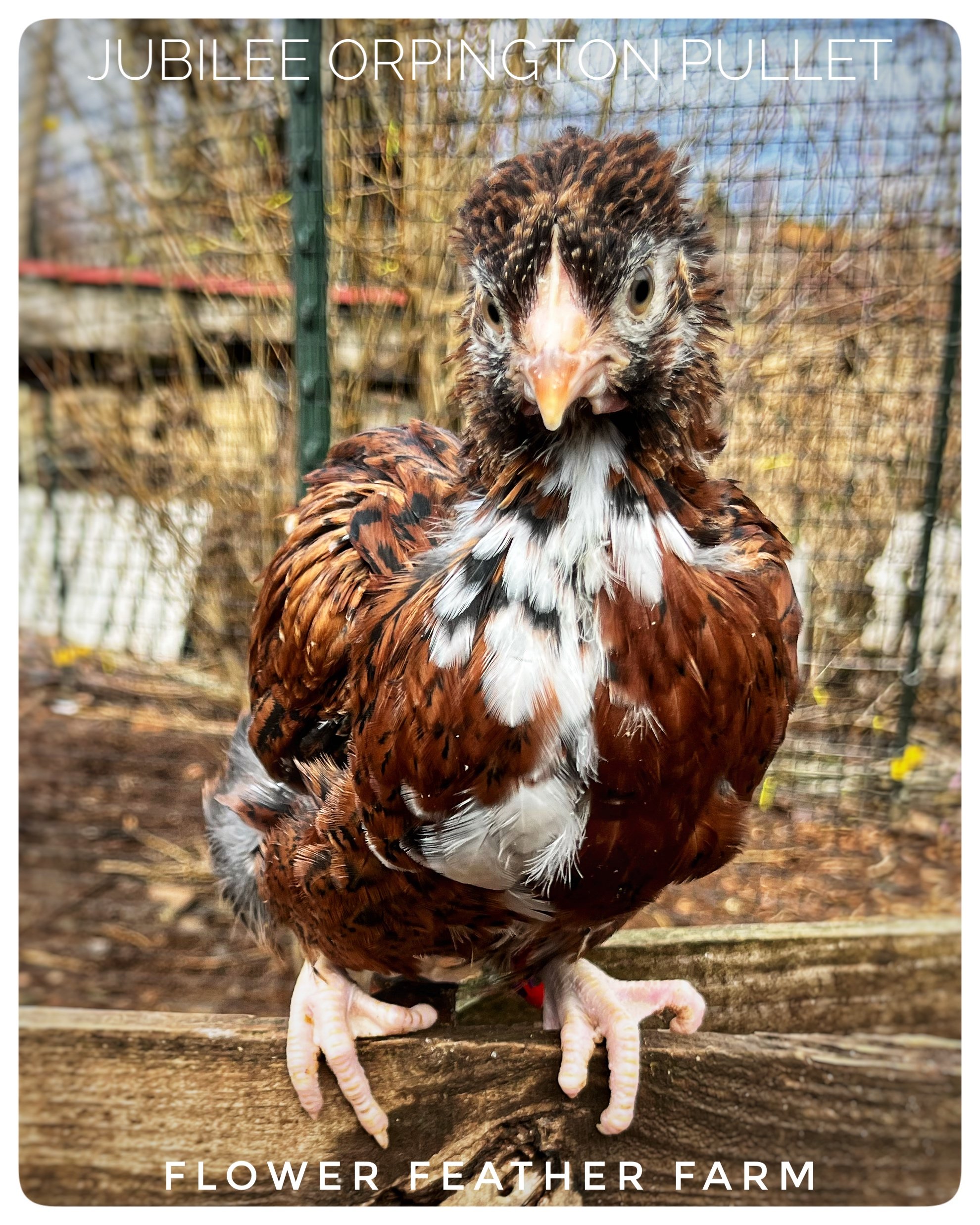 Jubilee Orpington Pullet