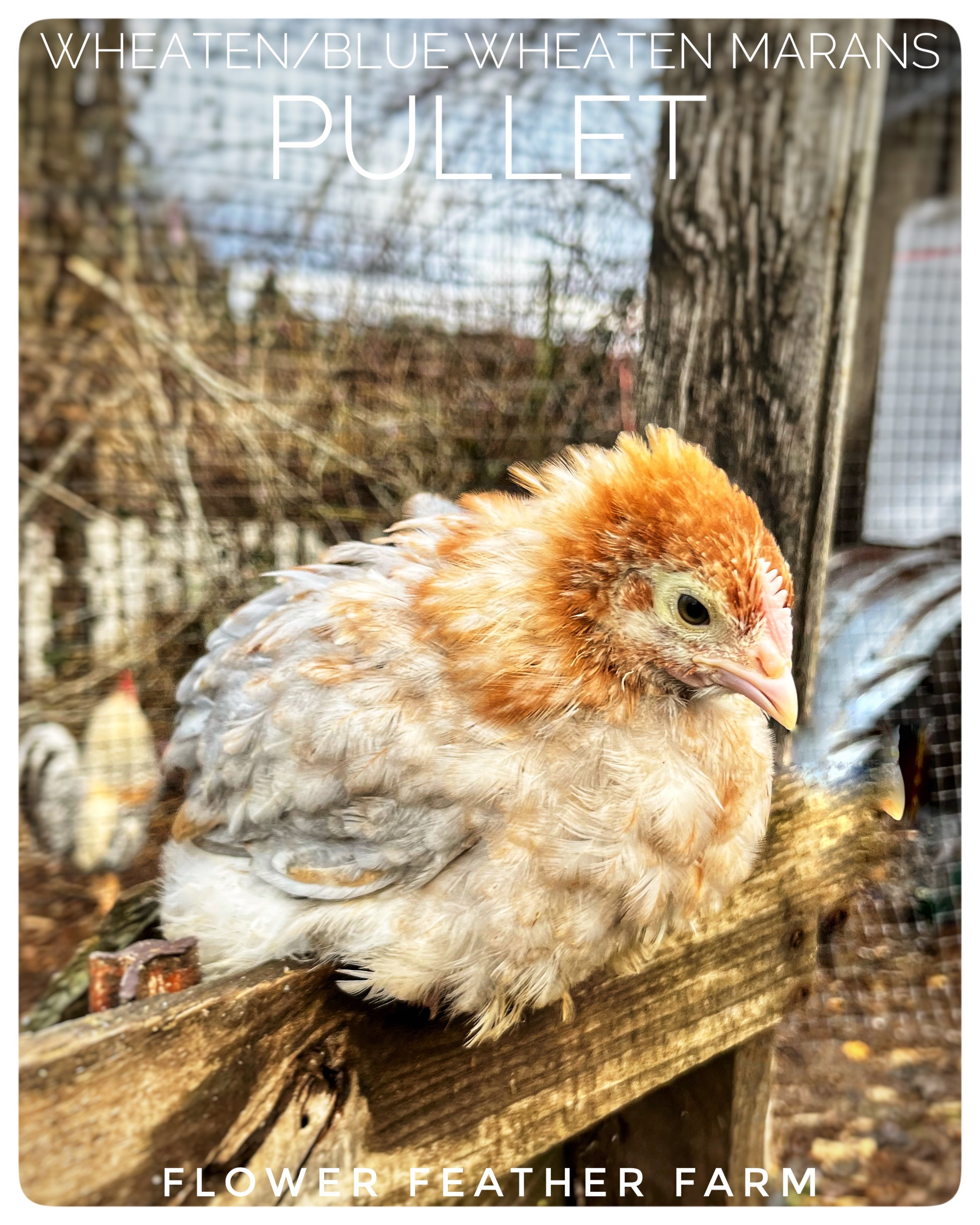 Wheaten/Blue Wheaten Marans Pullet at Flower Feather Farm, chicks &amp; dahlias, a chick hatchery near me