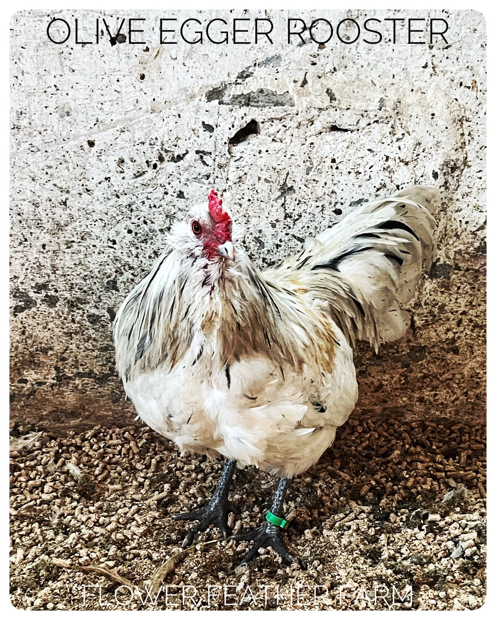 Olive Egger Rooster at Flower Feather Farm, chicks &amp; dahlias, a chick hatchery near me