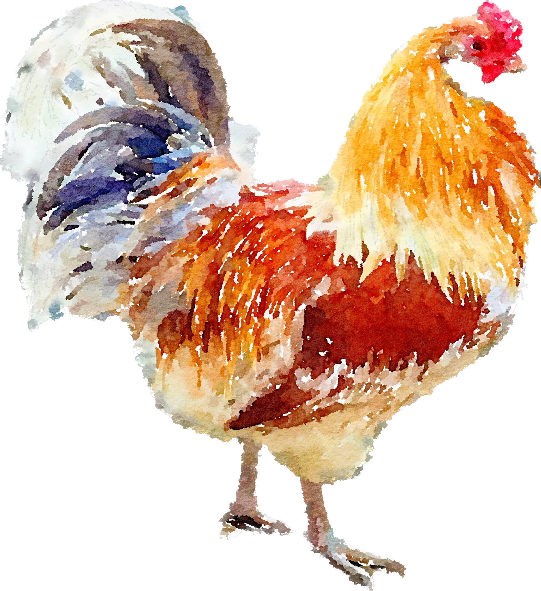 Watercolor painting of a rooster with a multicolored tail and red and orange feathers on its body, standing on two legs against a black background.
