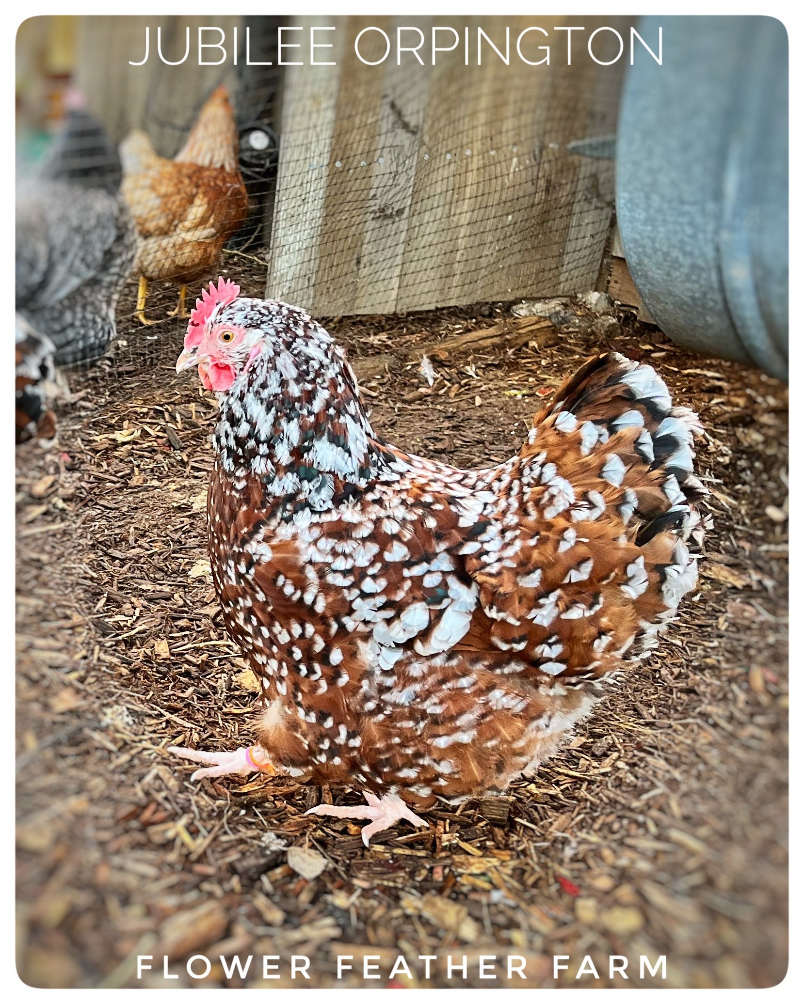 Jubilee Orpington Hen at Flower Feather Farm, chicks &amp; dahlias, chicks for sale near me