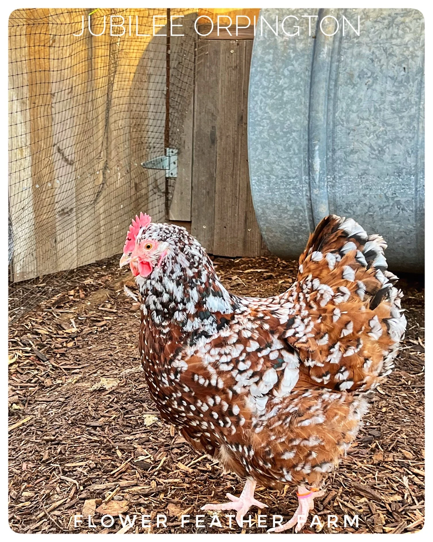 Jubilee Orpingtons at Flower Feather Farm, chicks & dahlias, a chick hatchery near me, baby chicks for sale near me