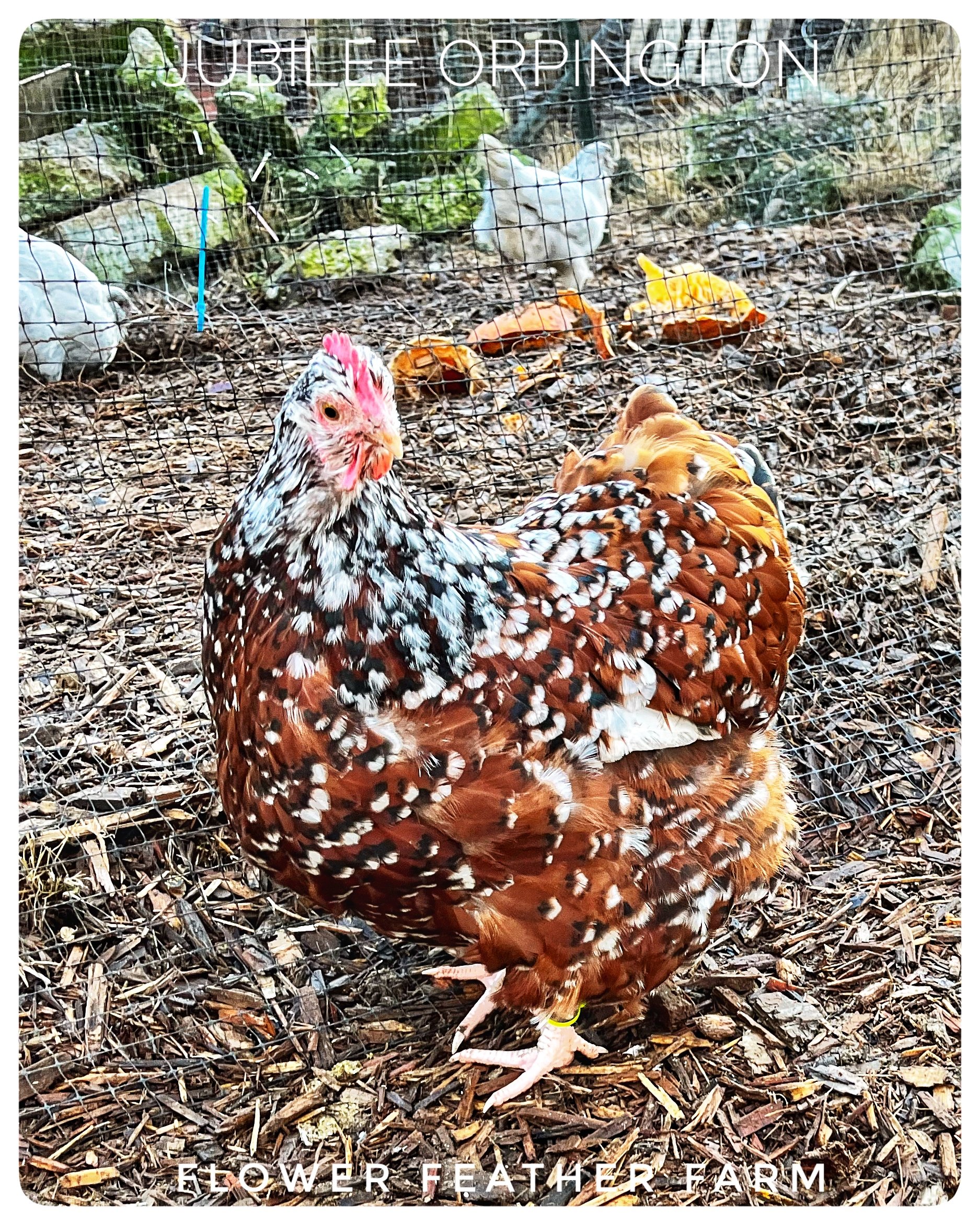 Jubilee Orpington Hen at Flower Feather Farm, chicks &amp; dahlias, chicks for sale near me