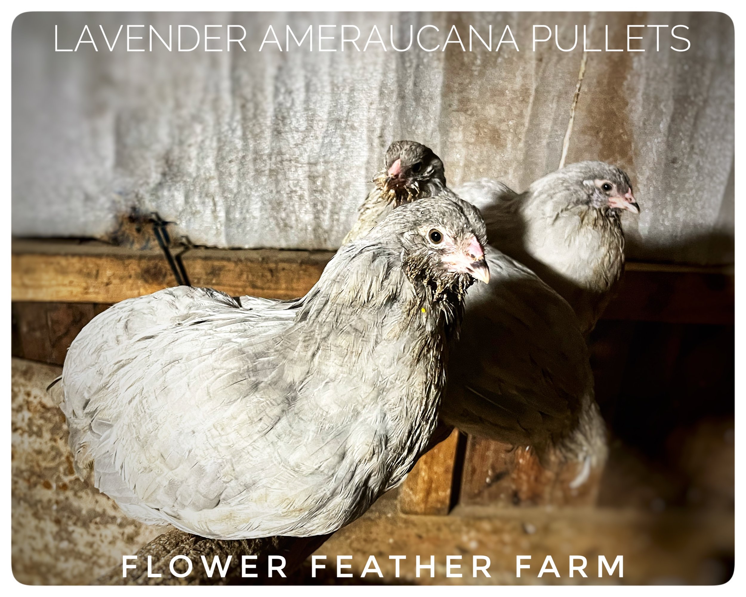 Lavender Ameraucana Pullets