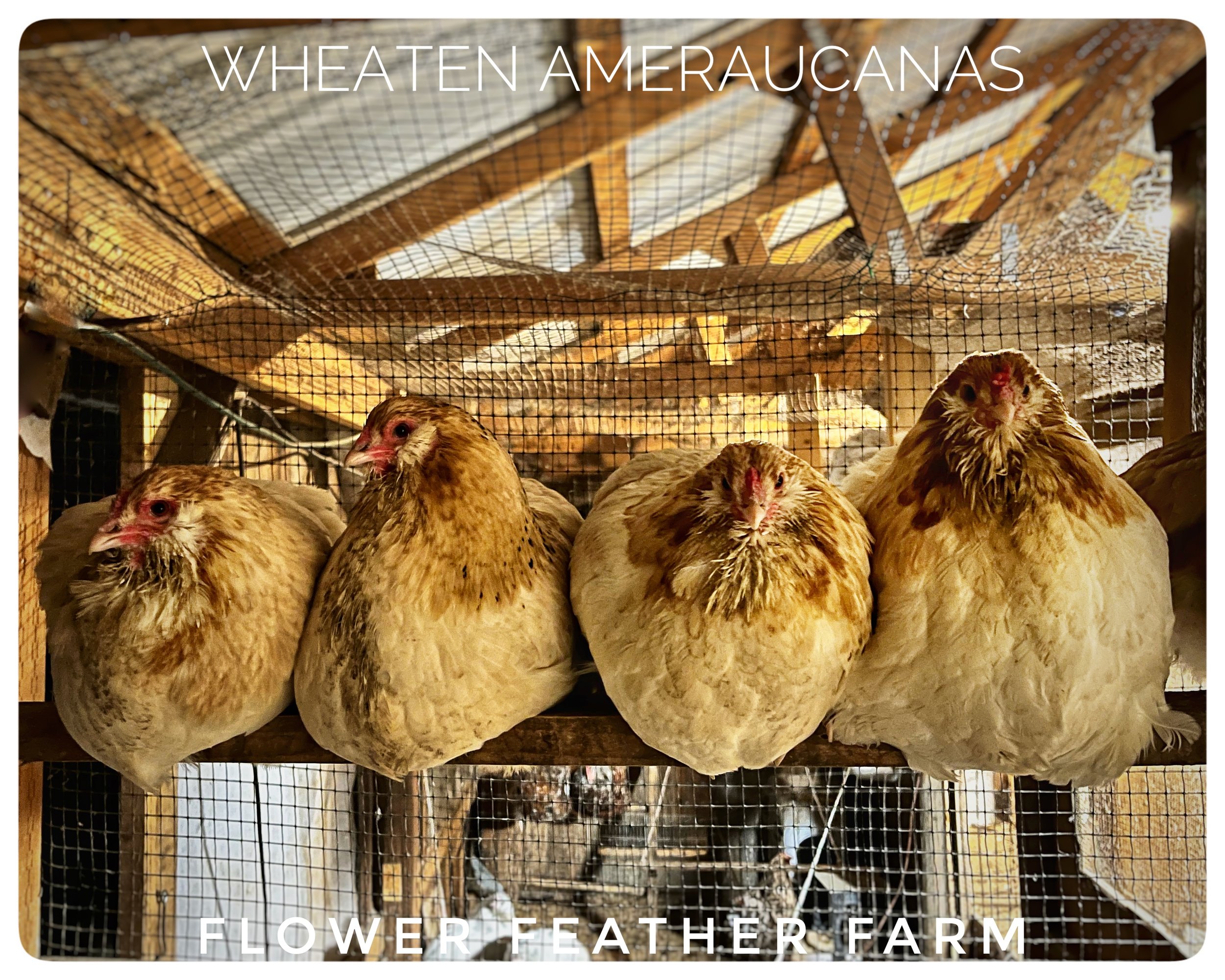 Wheaten/Blue Wheaten/Splash Ameraucanas Pullets at Flower Feather Farm, chicks &amp; dahilas. Ameraucanas near you.