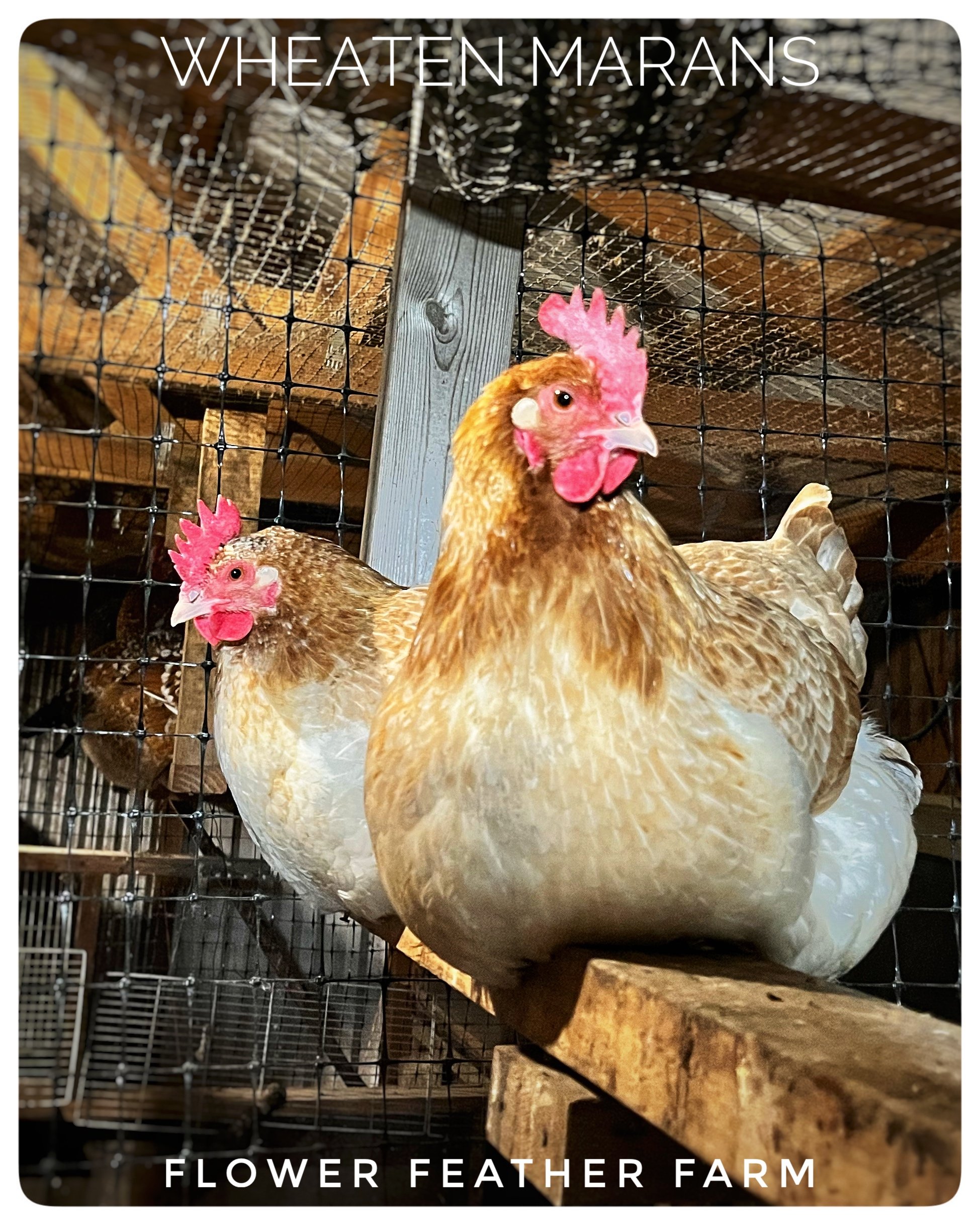 Wheaten Ameraucana Pullets