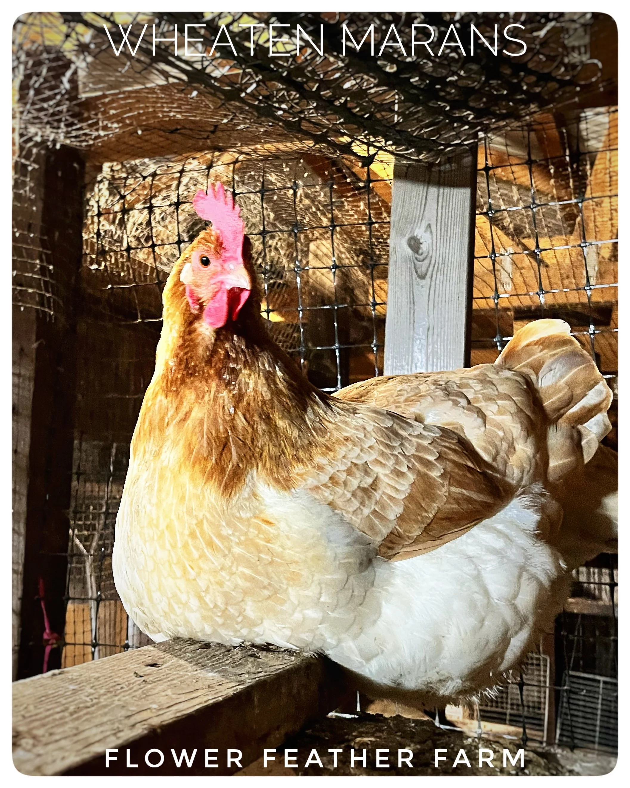 Wheaten Ameraucana Pullet