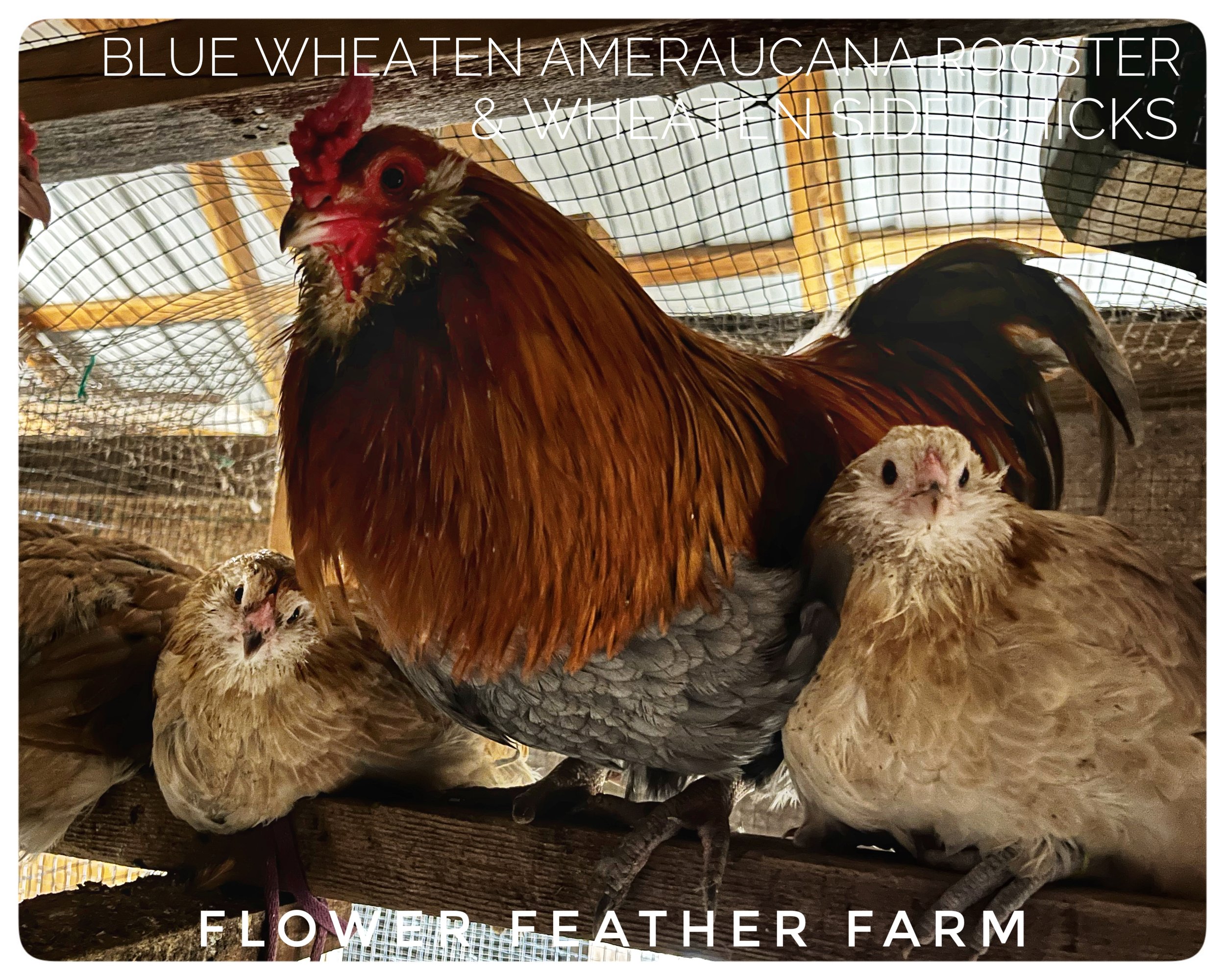 Wheaten/Blue Wheaten/Splash Ameraucanas Rooster and Pullets at Flower Feather Farm, chicks &amp; dahilas. Ameraucanas near you.