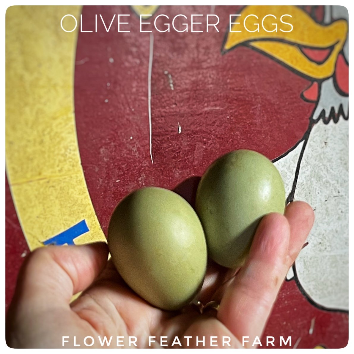 Olive Egger Eggs.jpeg