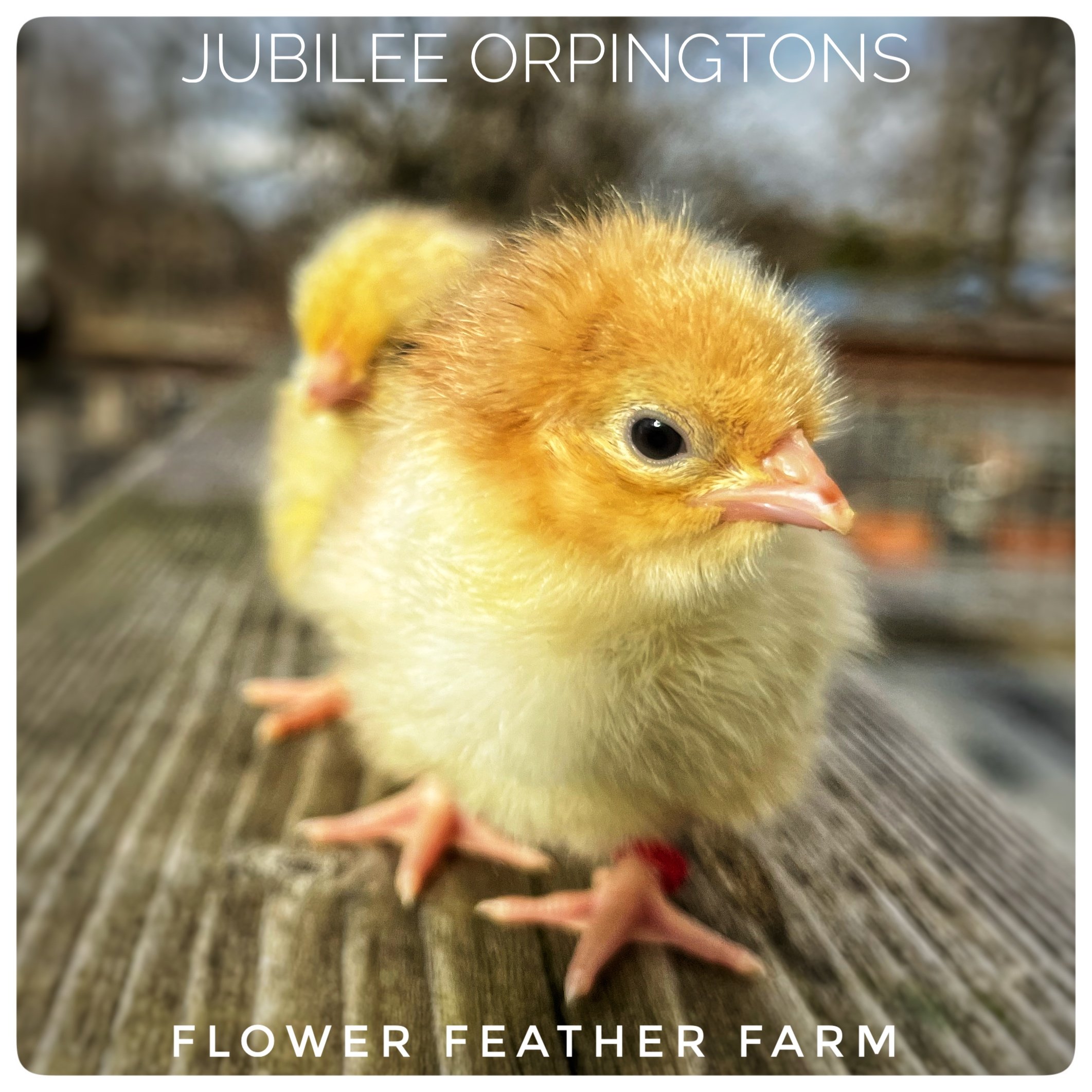 Jubilee Orpington Chicks