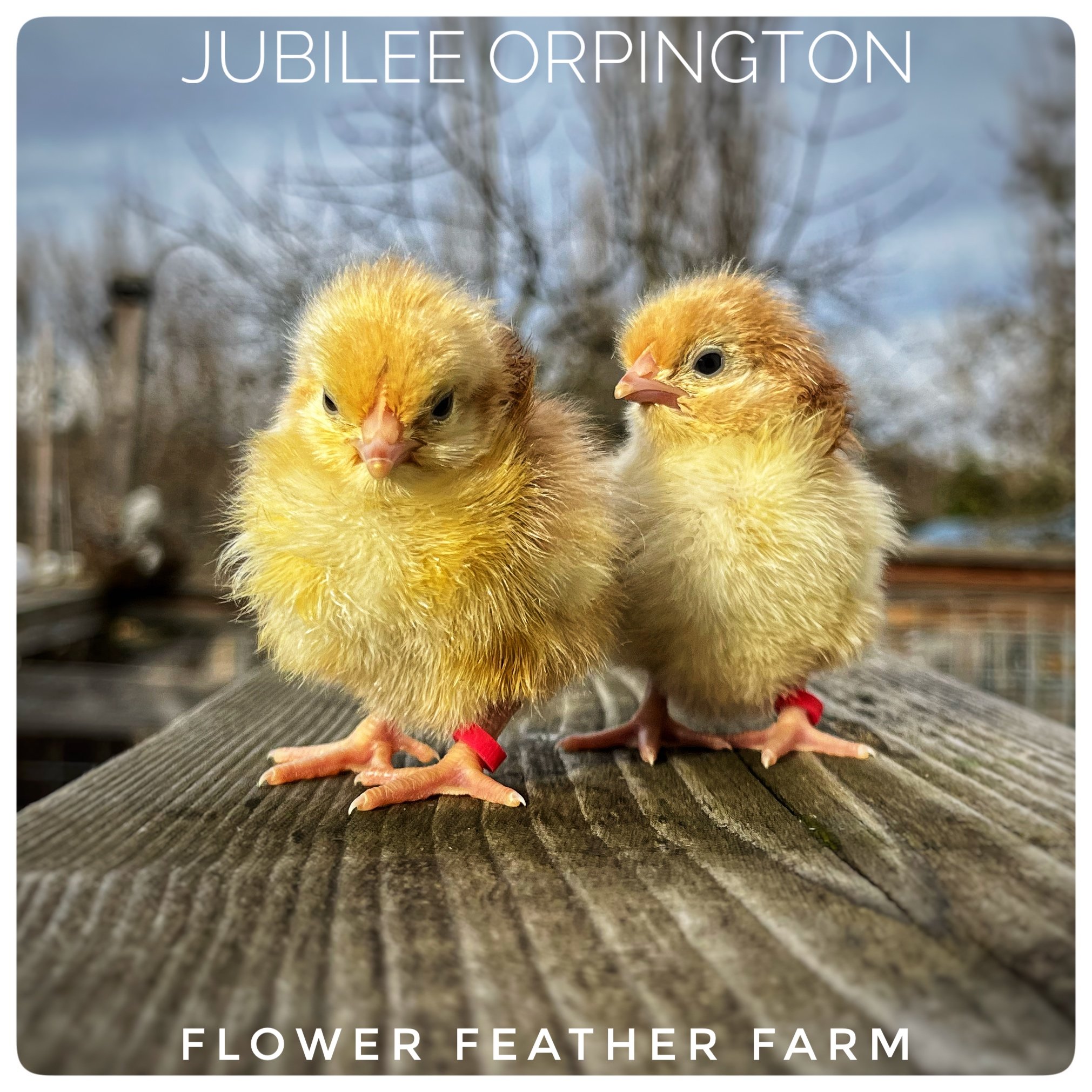 Jubilee Orpington Chicks