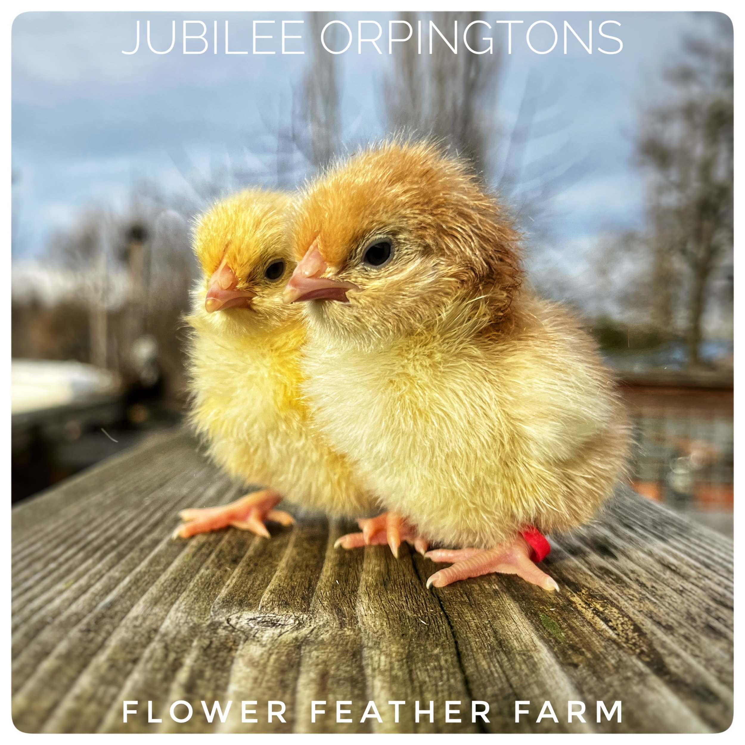 Jubilee Orpington Chicks