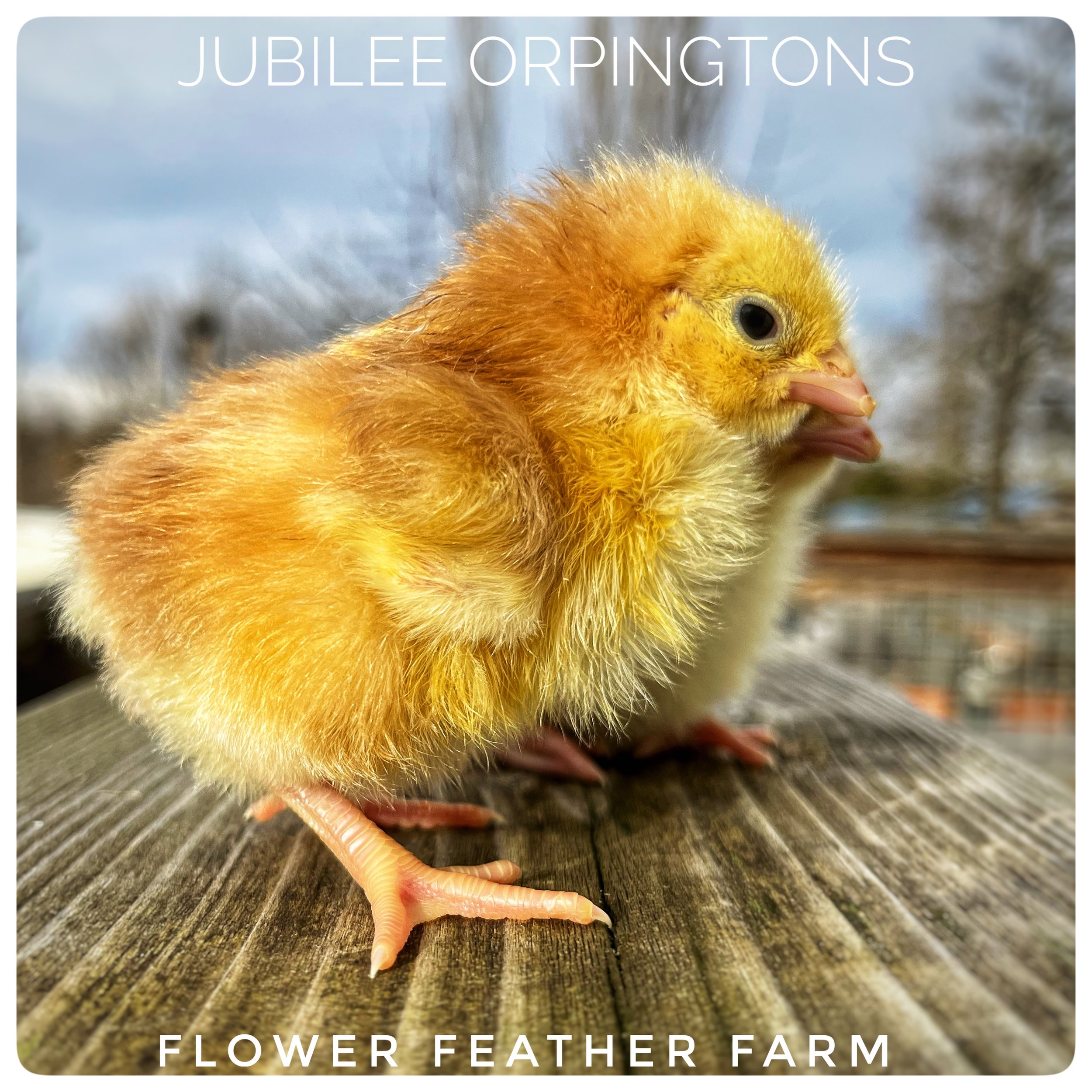 Jubilee Orpington Chicks