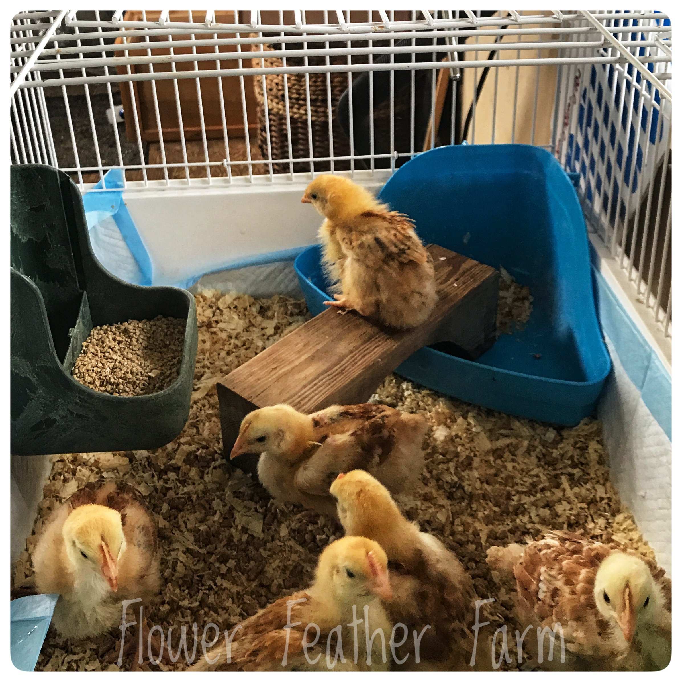 Brooder for Baby Chicks