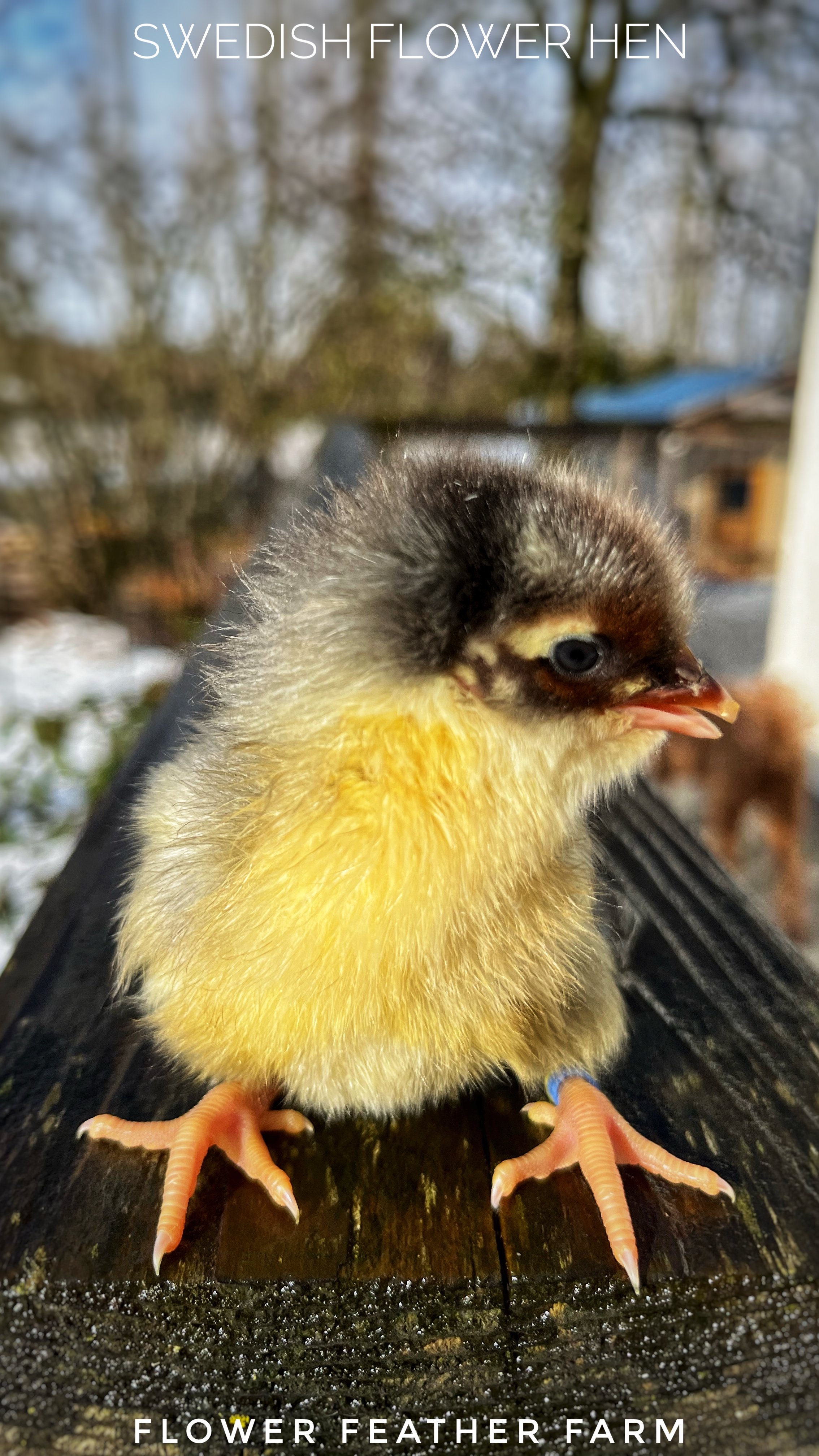 Swedish Flower Hen  Chick