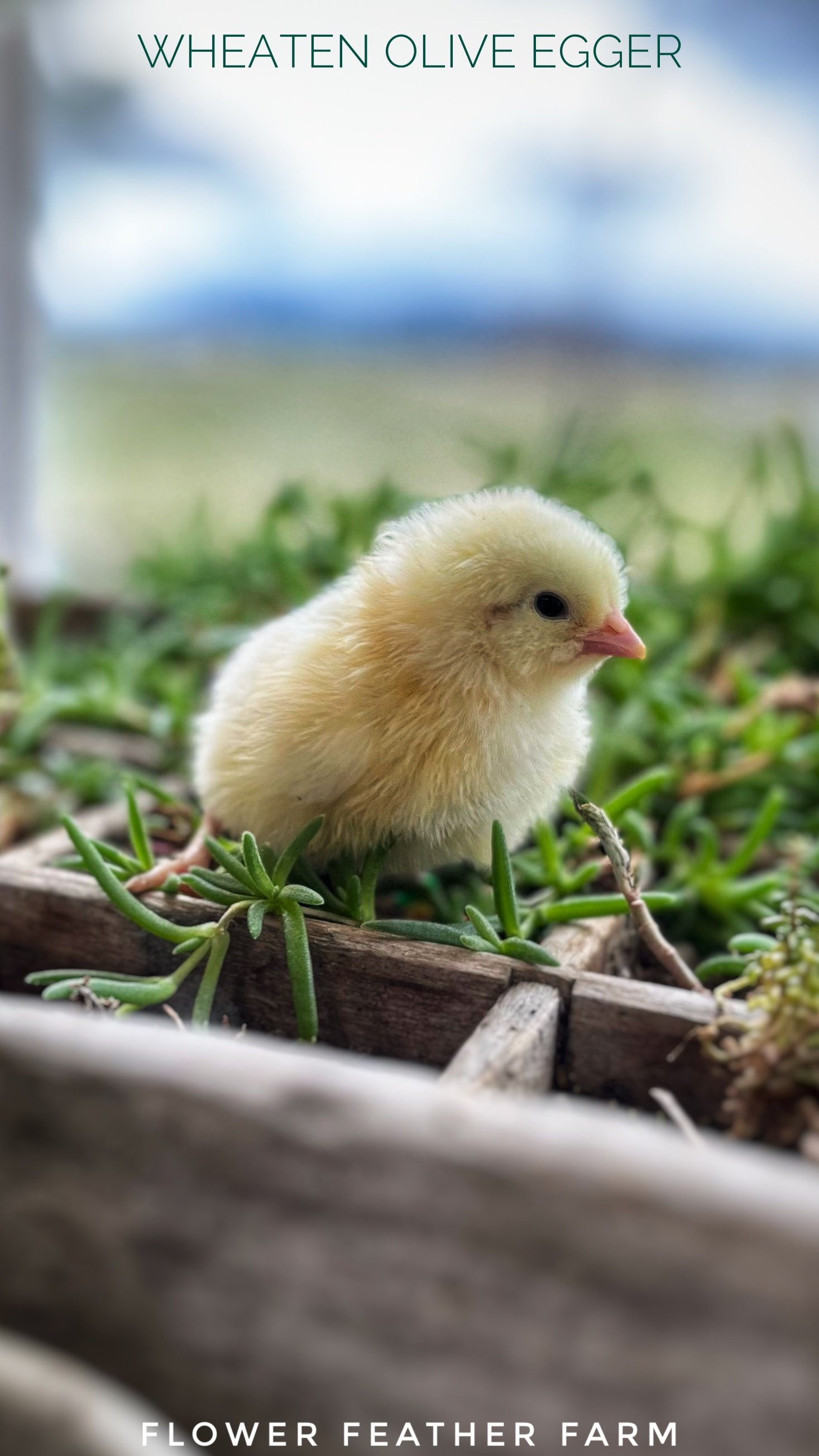 Wheaten Olive Egger Chick at Flower Feather Farm, chicks &amp; dahlias