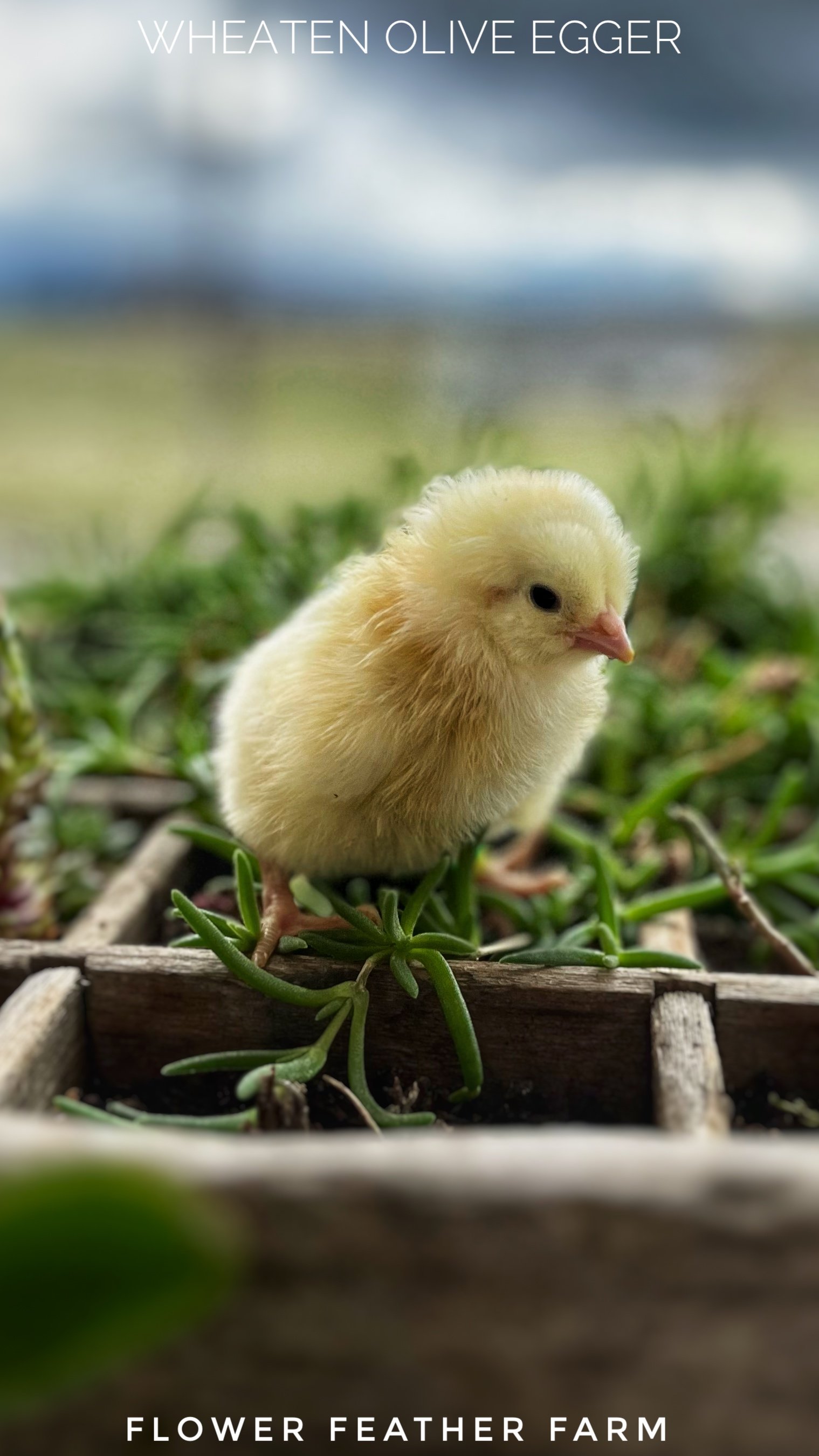 Wheaten Olive Egger Chick at Flower Feather Farm, chicks &amp; dahlias