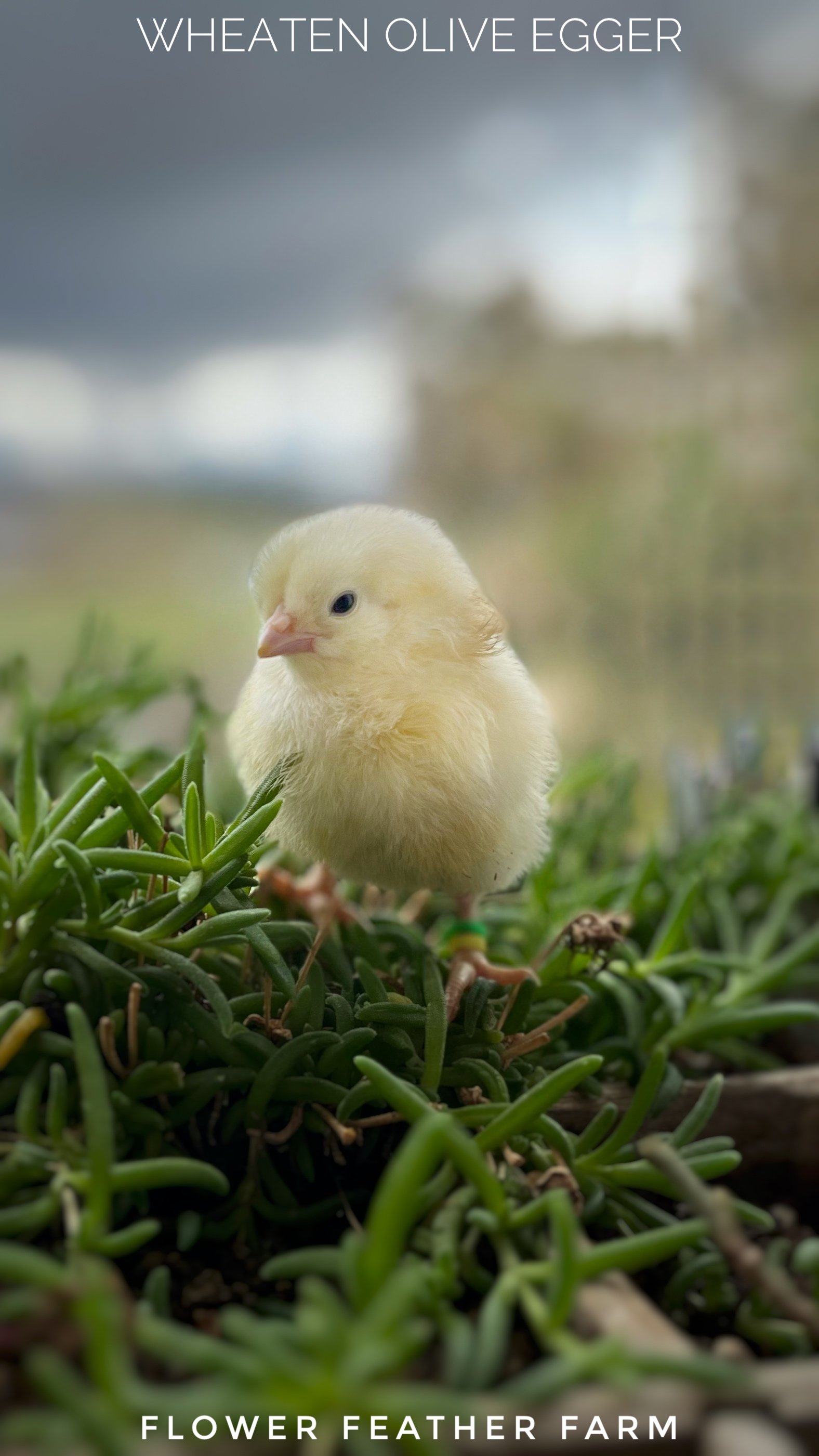 Wheaten Olive Egger Chick at Flower Feather Farm, chicks &amp; dahlias