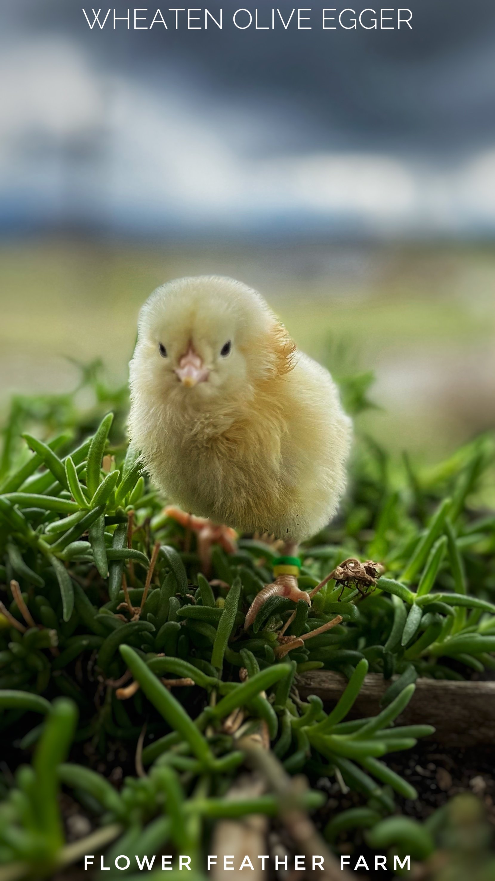 Wheaten Olive Egger Chick at Flower Feather Farm, chicks &amp; dahlias