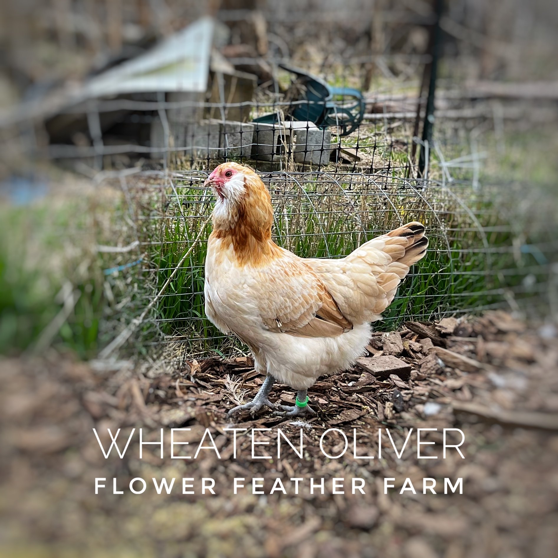 Wheaten Olive Egger Hen at Flower Feather Farm, chicks &amp; dahlias