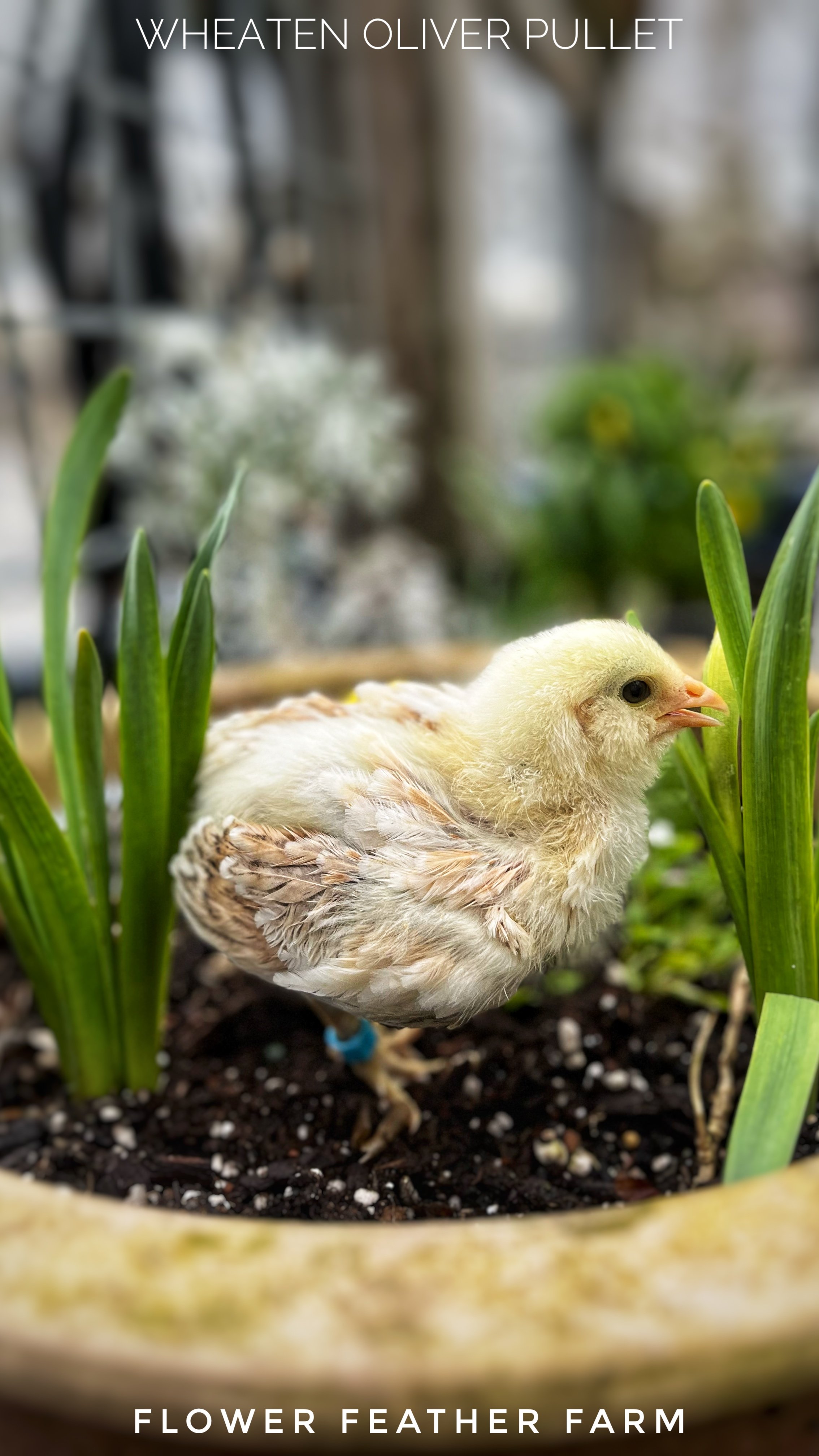 Wheaten Olive Egger Pullet at Flower Feather Farm, chicks &amp; dahlias