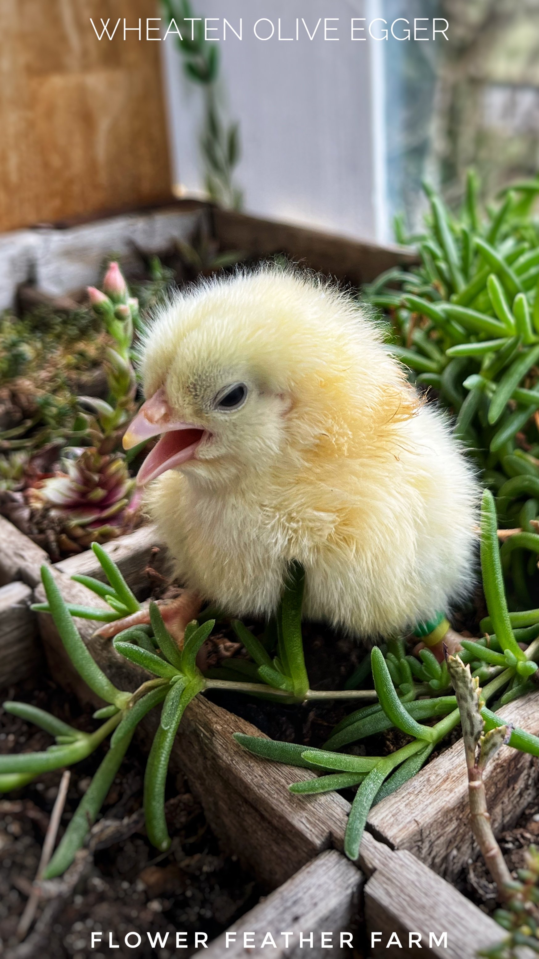 Wheaten Olive Egger Chick at Flower Feather Farm, chicks &amp; dahlias