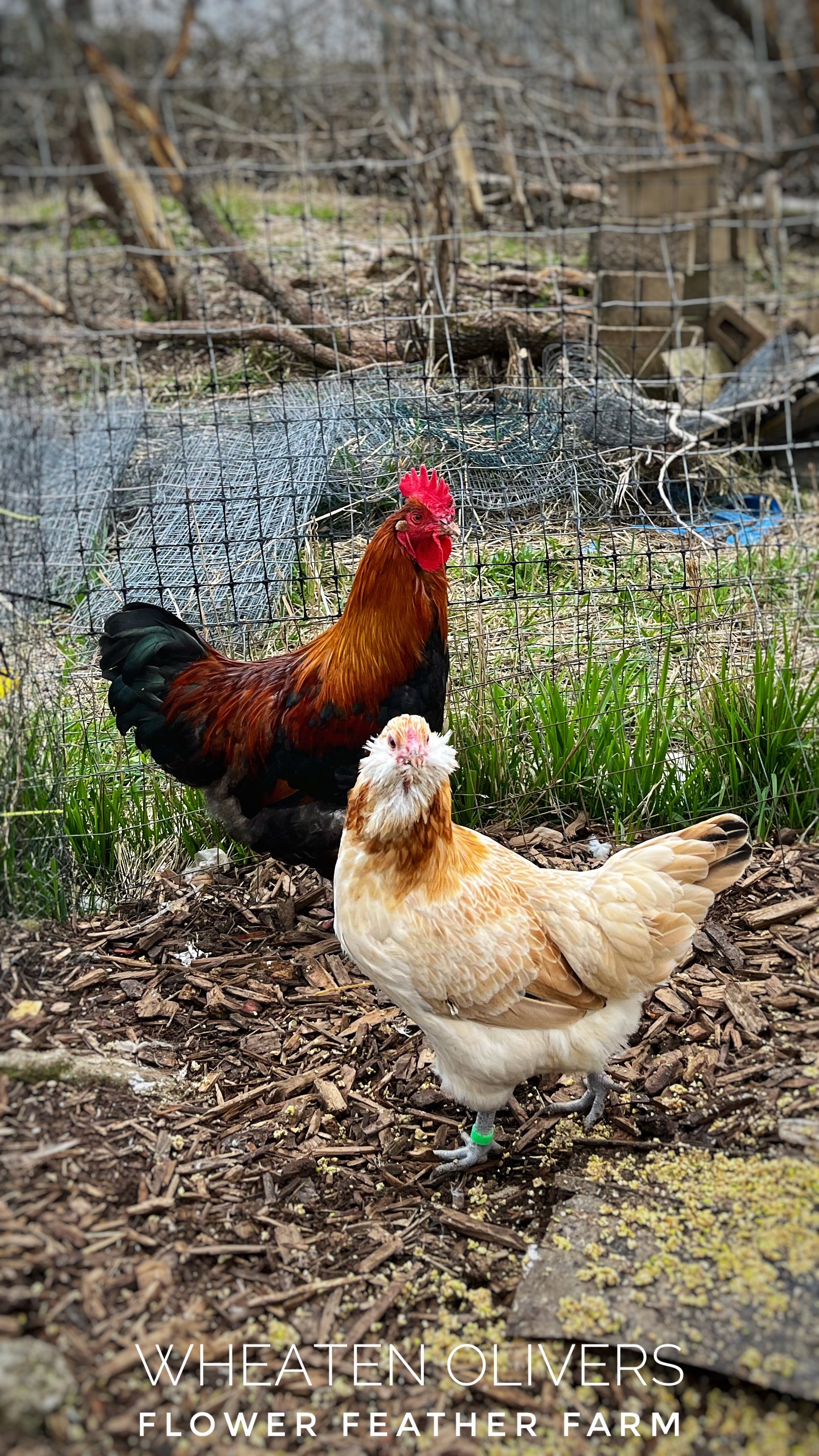 Wheaten Olive Egger Flock at Flower Feather Farm, chicks &amp; dahlias