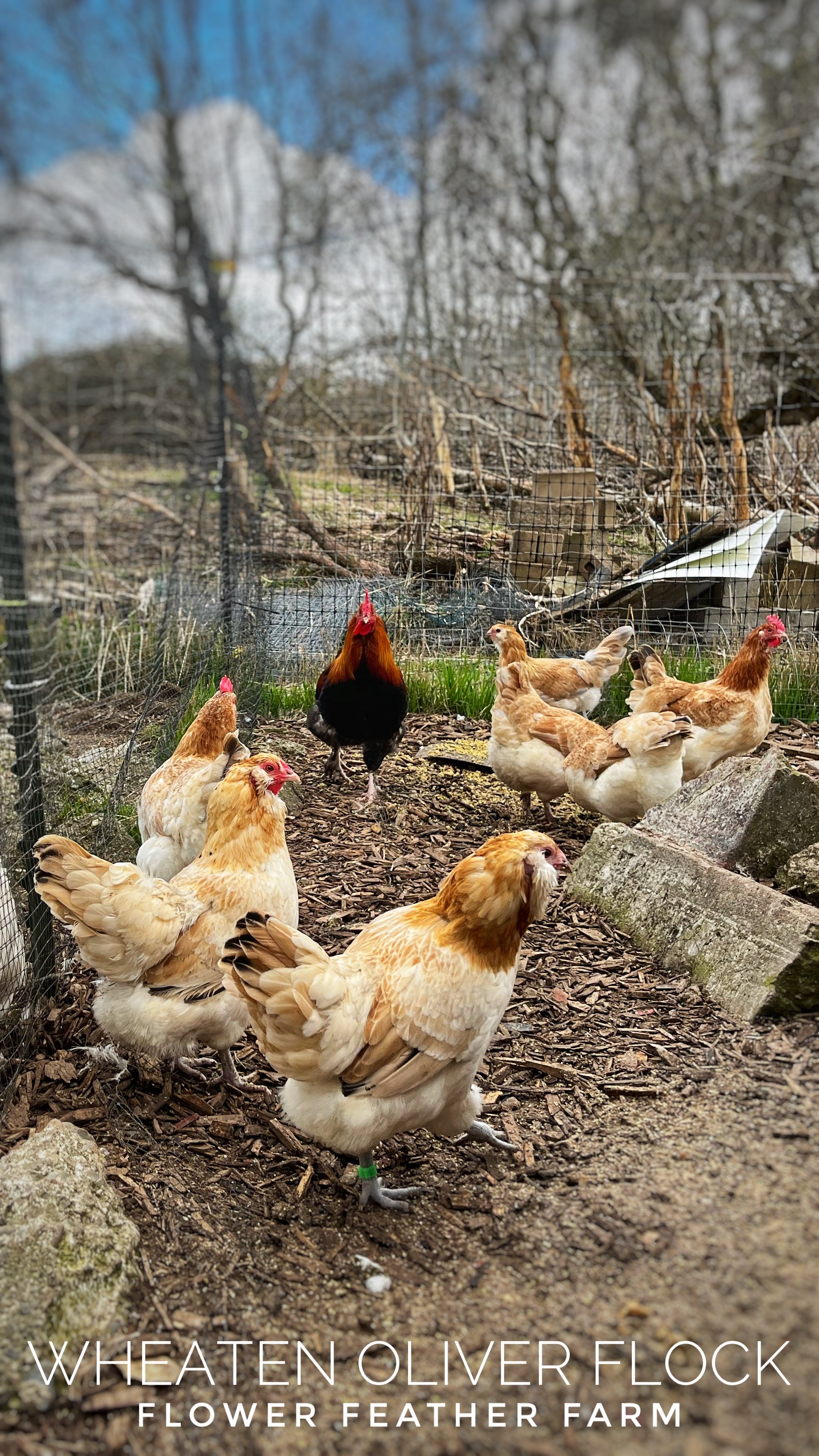 Wheaten Olive Egger Flock at Flower Feather Farm, chicks &amp; dahlias