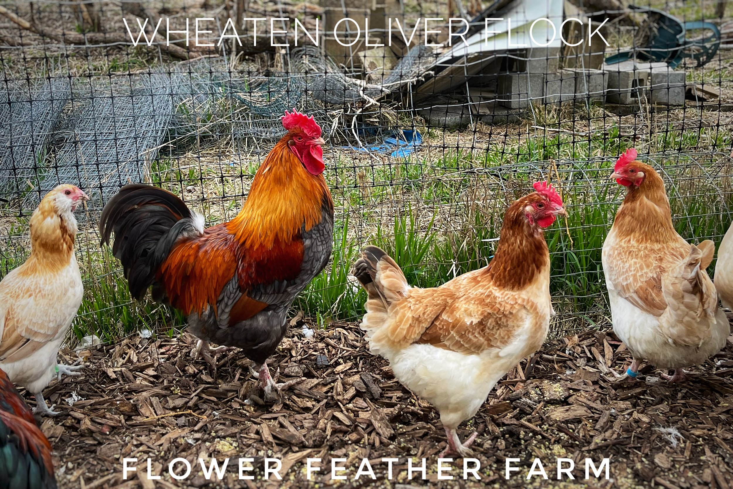 Wheaten Olive Egger Flock at Flower Feather Farm, chicks &amp; dahlias