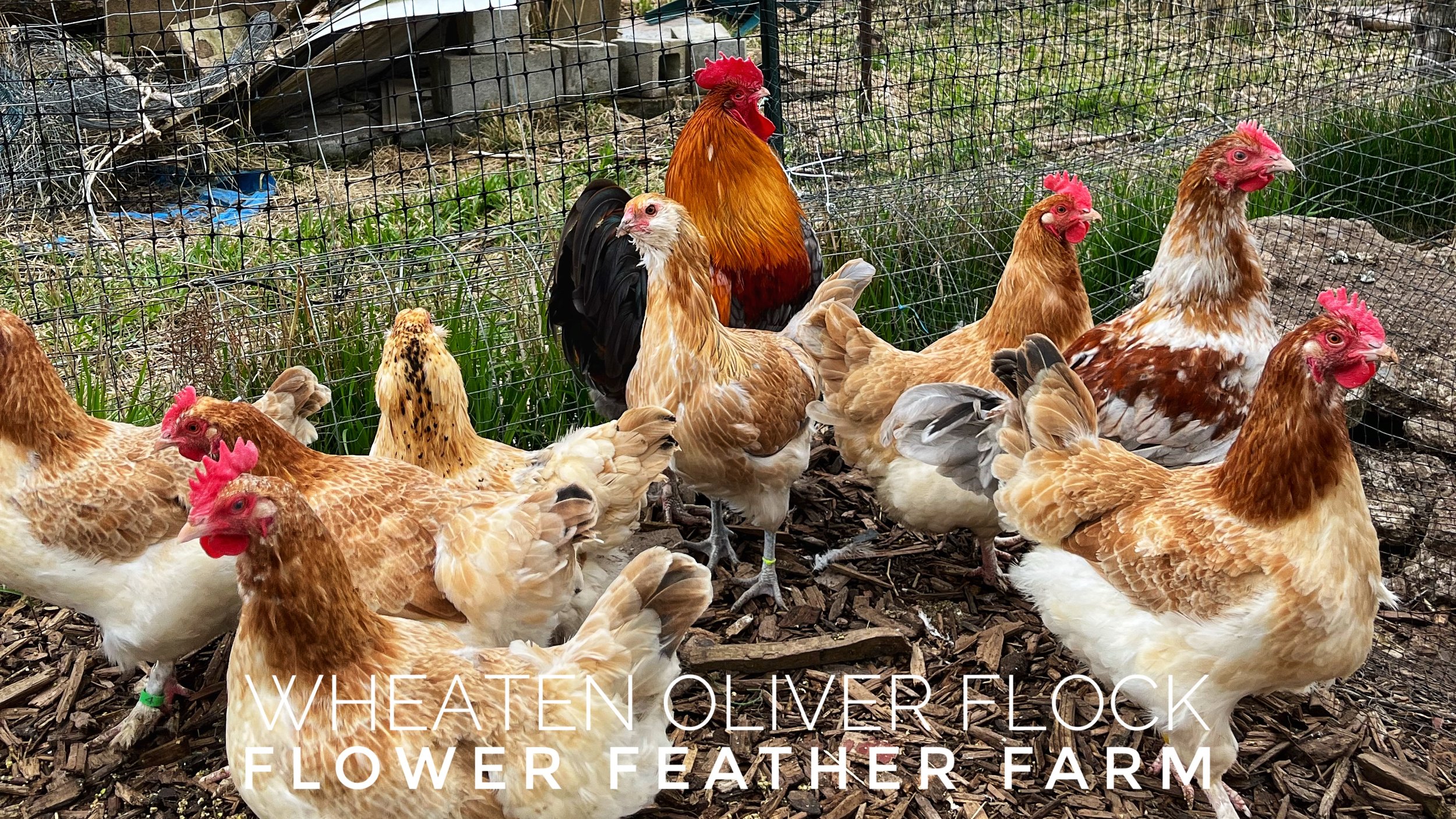 Wheaten Olive Egger Flock at Flower Feather Farm, chicks &amp; dahlias