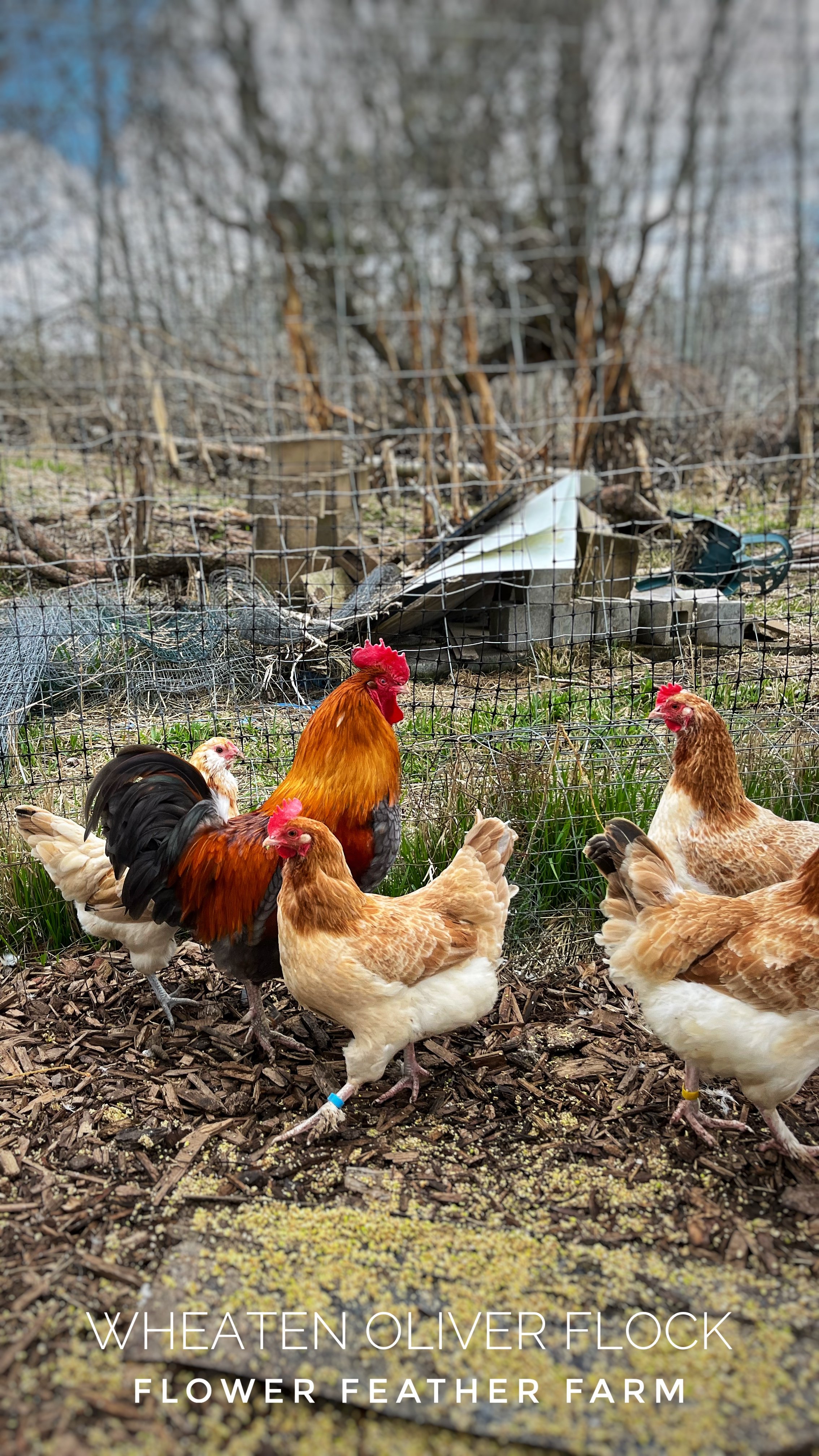 Wheaten Olive Egger Flock at Flower Feather Farm, chicks &amp; dahlias