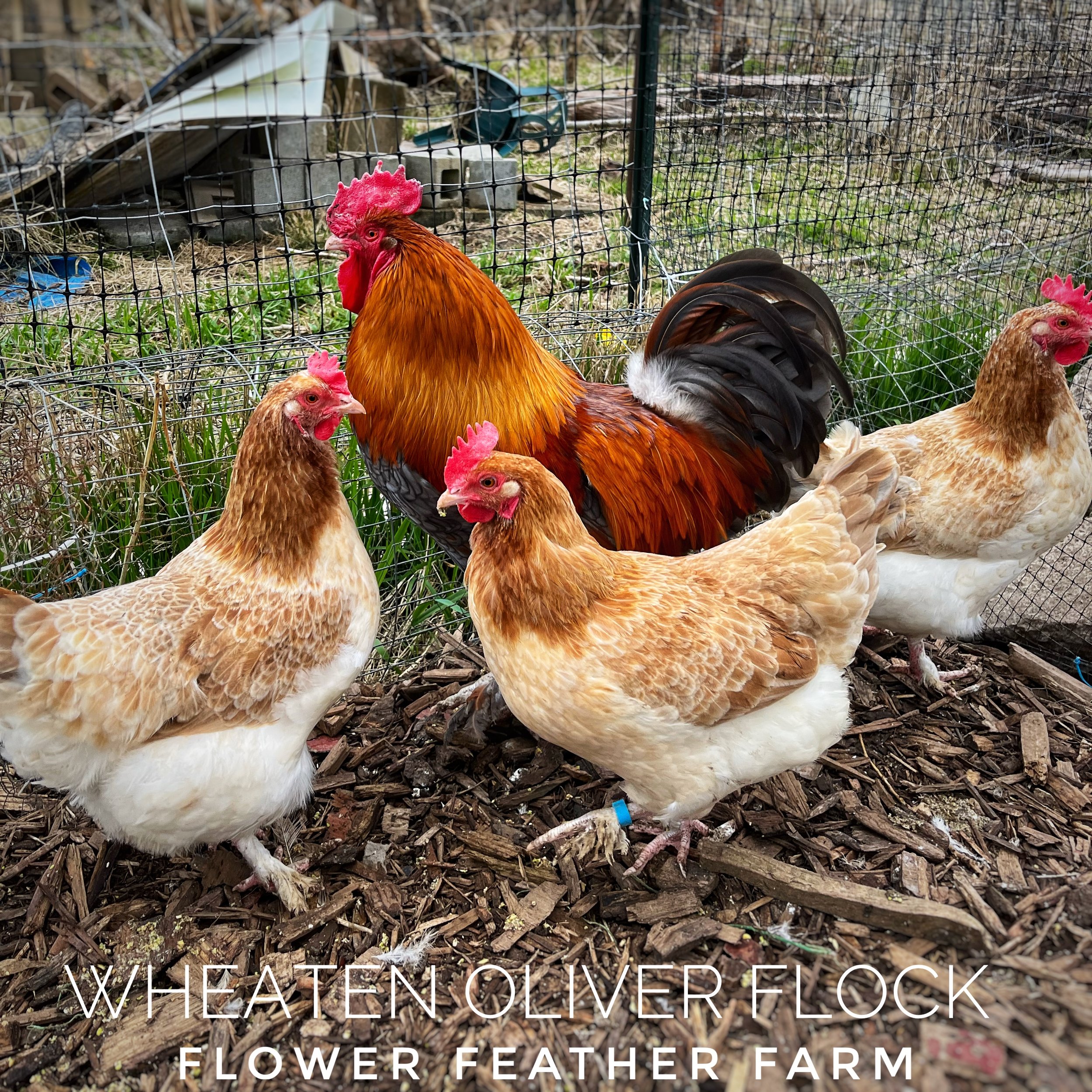 Wheaten Olive Egger Flock at Flower Feather Farm, chicks &amp; dahlias