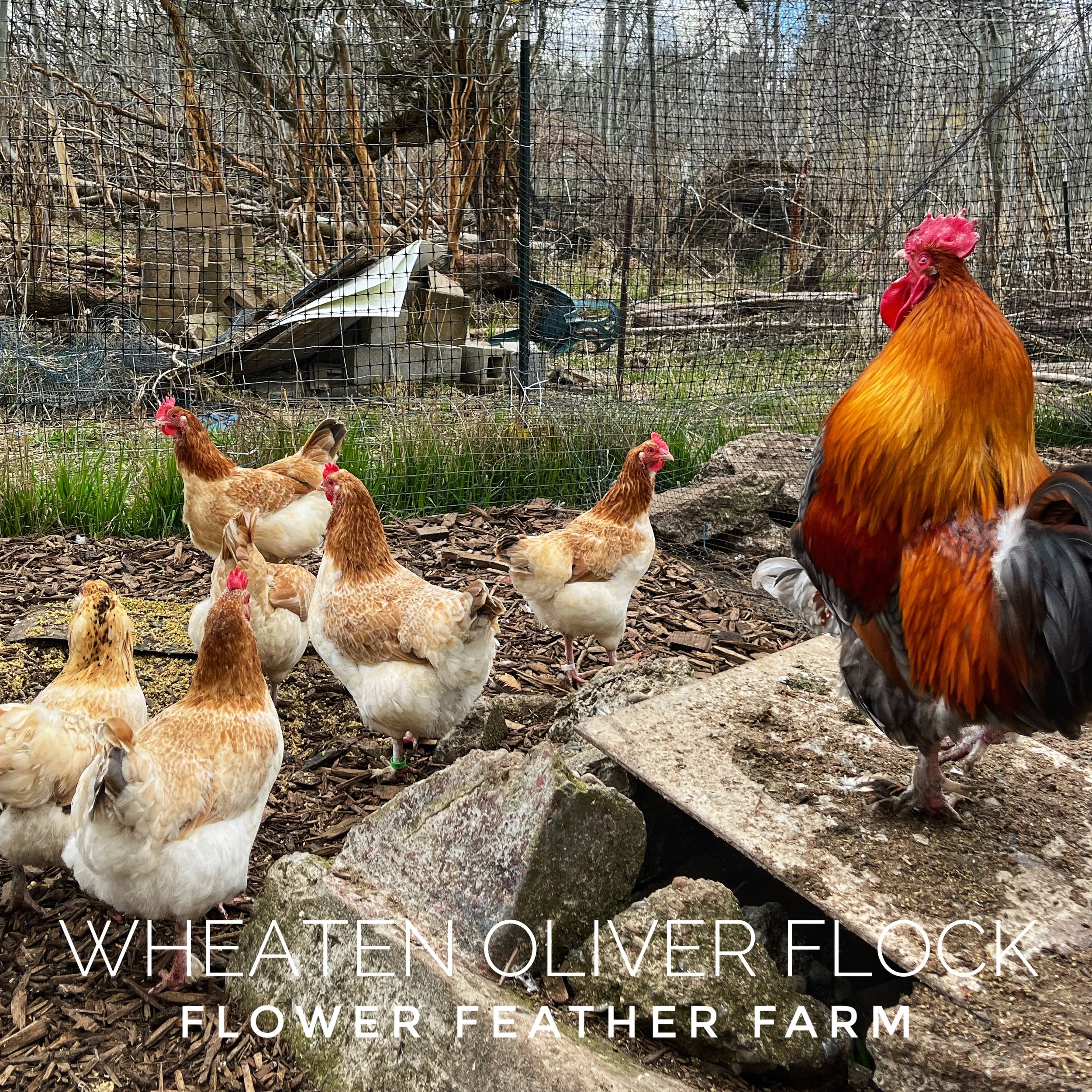 Wheaten Olive Egger Flock at Flower Feather Farm, chicks &amp; dahlias