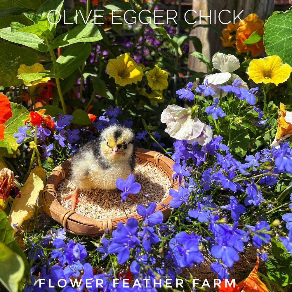 Olive Egger Chick on AubiChick Hemp Bedding