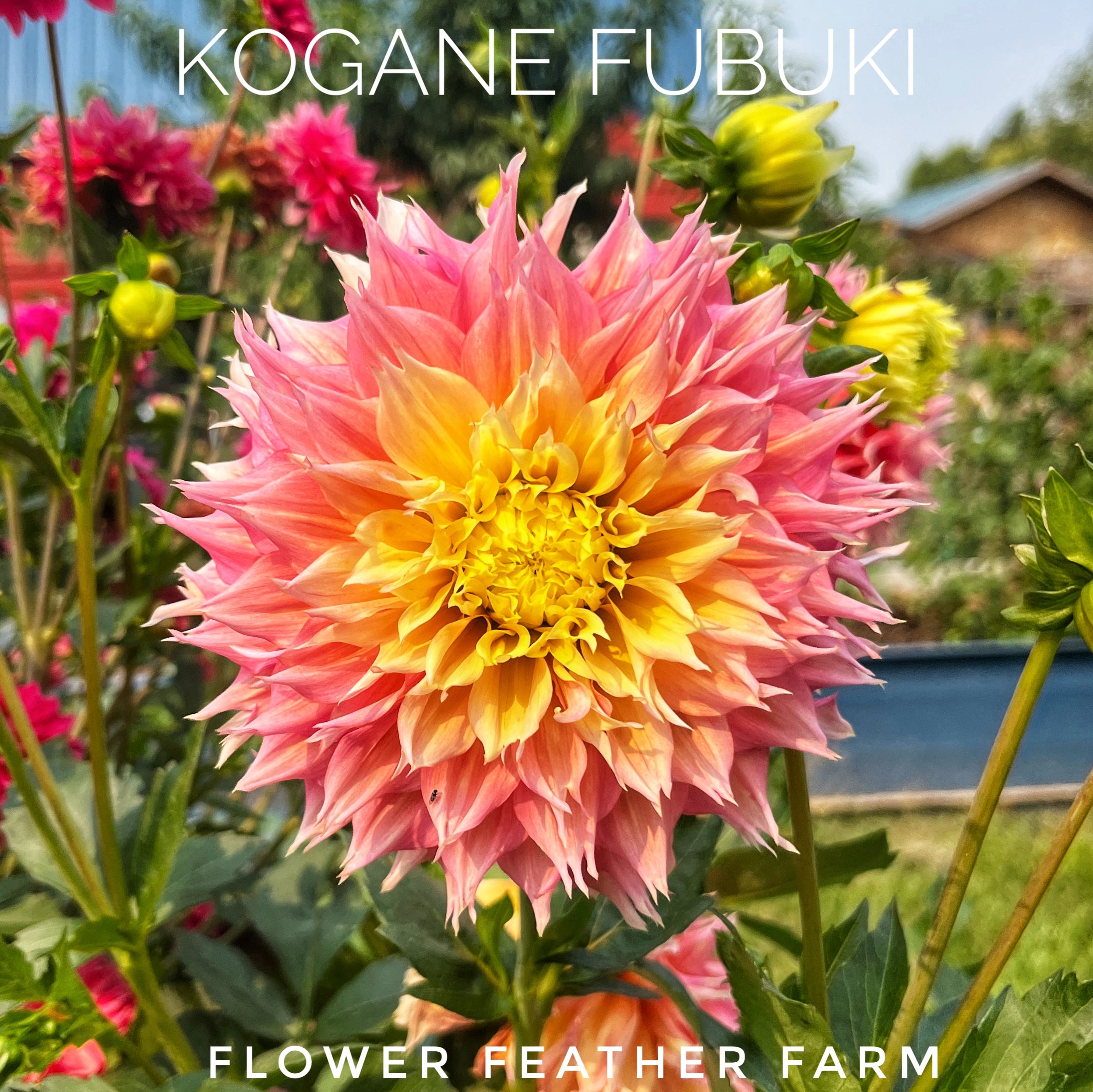 Kogane Fubuki Dahlias at Flower Feather Farm, chicks & dahlias, a Washington State Dahlia farm -- dahlia grower near me, dahlia farm near me, dahlias near me