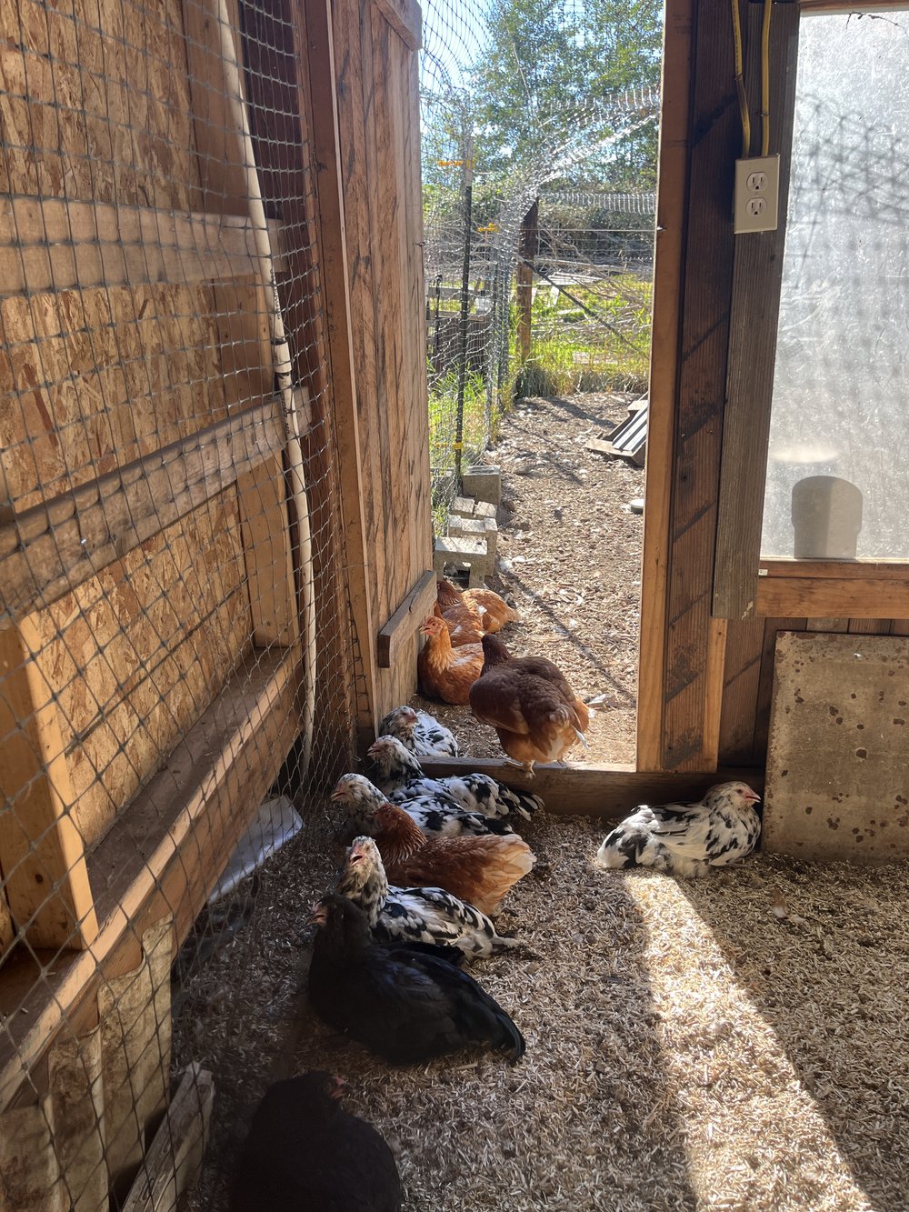 Aubiose Hemp Bedding in Chicken Coop