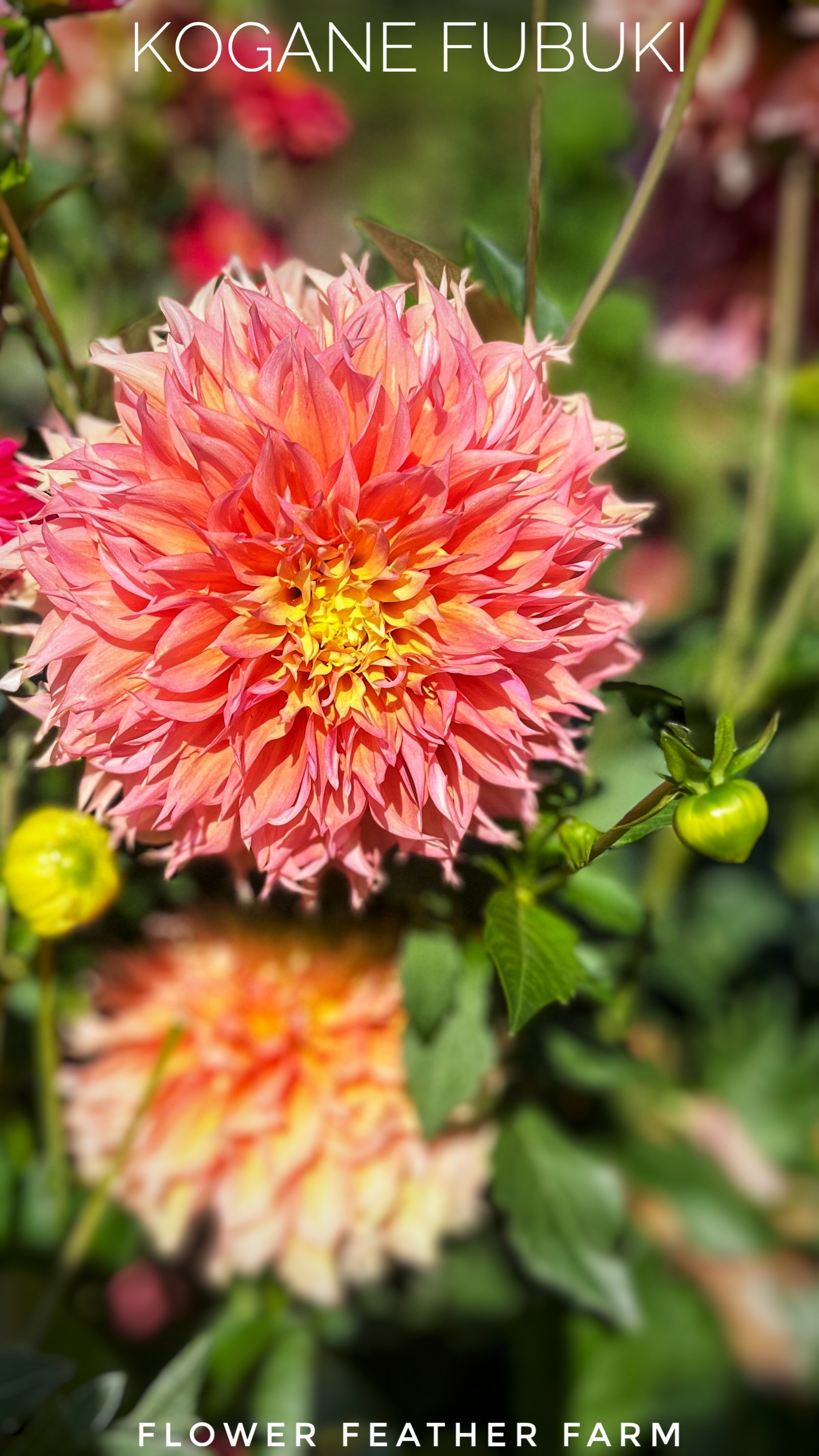 Kogane Fubuki Dahlias at Flower Feather Farm, chicks & dahlias, a Washington State Dahlia farm -- dahlia grower near me, dahlia farm near me, dahlias near me