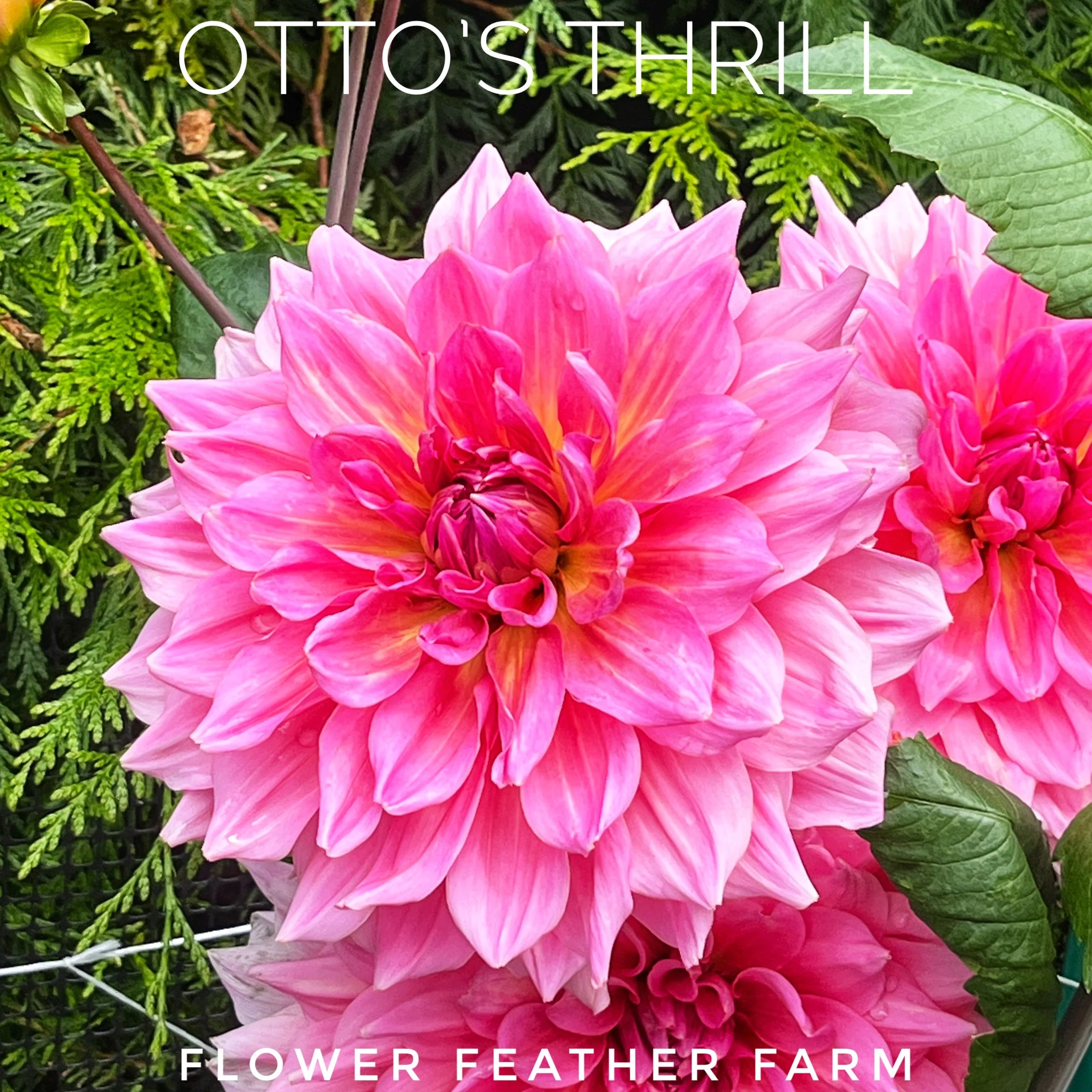 Cranberry Classic Dahlia Tuber — Flower Feather Farm Chicks & Dahlias