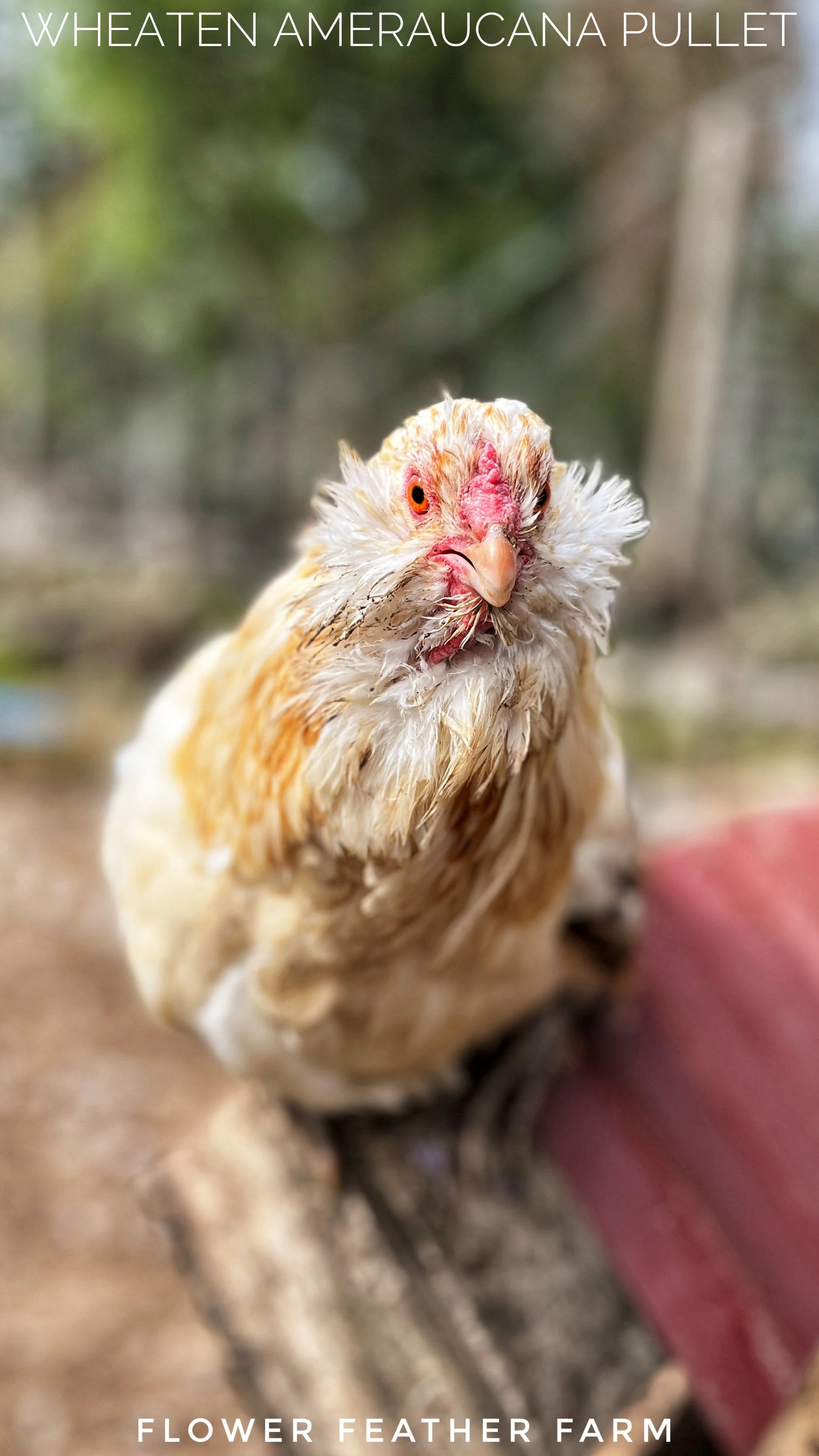 Wheaten/Blue Wheaten/Splash Ameraucanas at Flower Feather Farms, Chicks and Dahlias, baby chicks for sale near me, chickens for sale near me, ameraucana chicks for sale