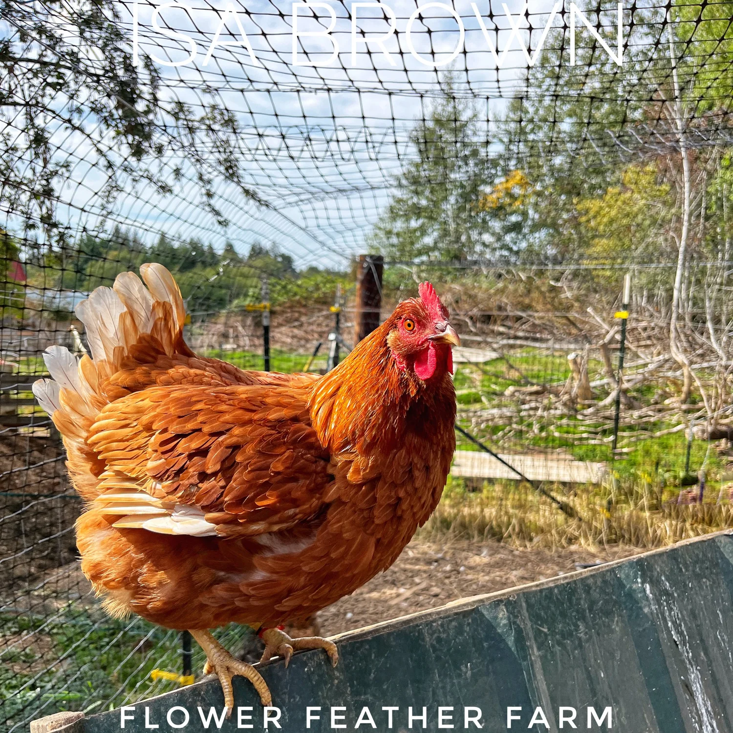 Brown Chickens Lohmann Brown (warren)fd Page's Poultry Burton On