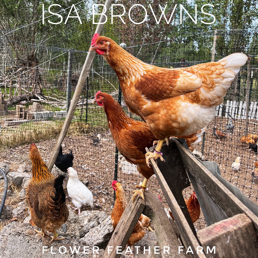 ISA Brown Hen