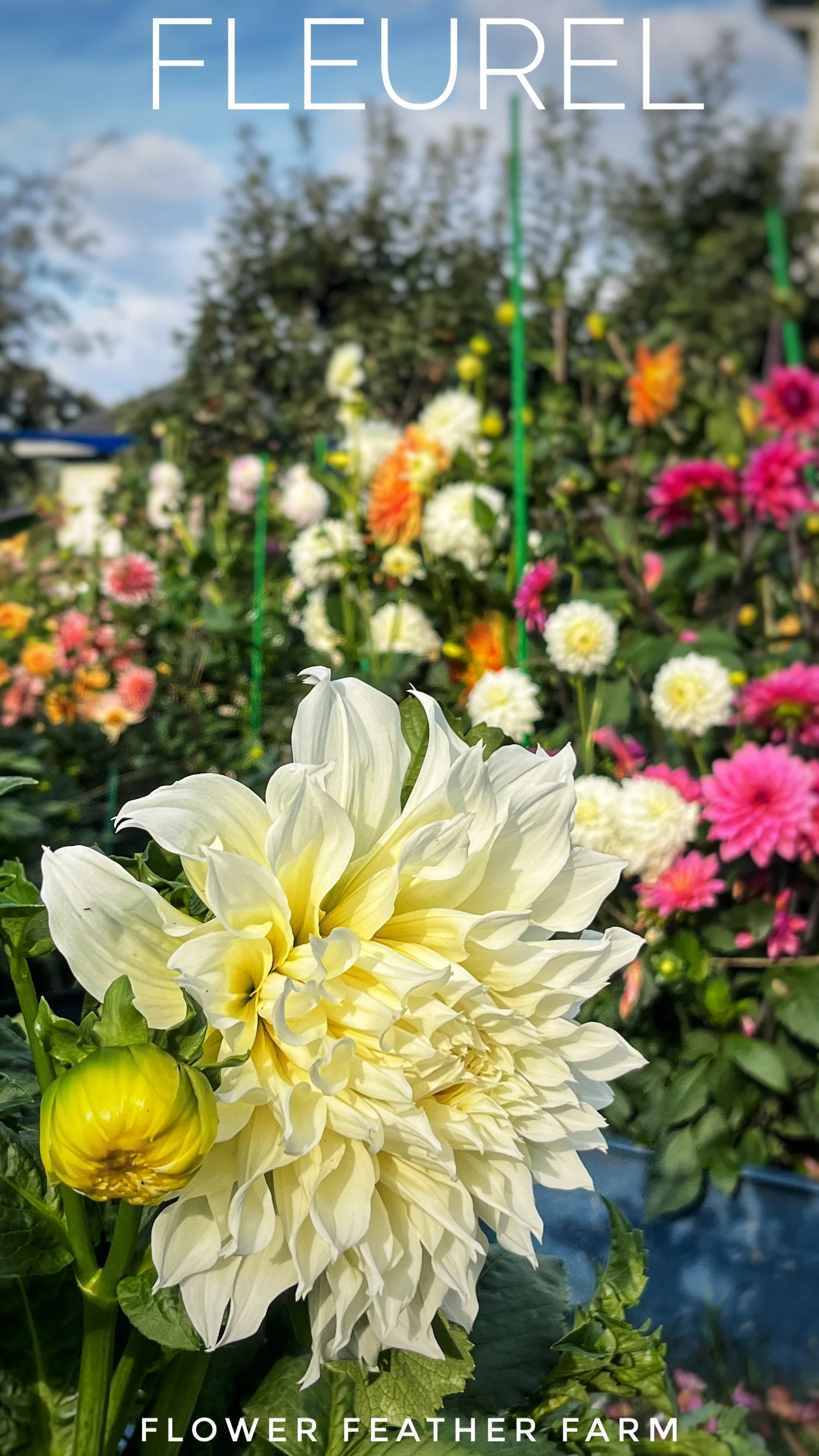 Fleurel Dahlias at Flower Feather Farm, Specialty Chicks and Dahlia Tubers, a Washington State Dahlia farm -- dahlia grower near me, dahlia tubers for sale near me