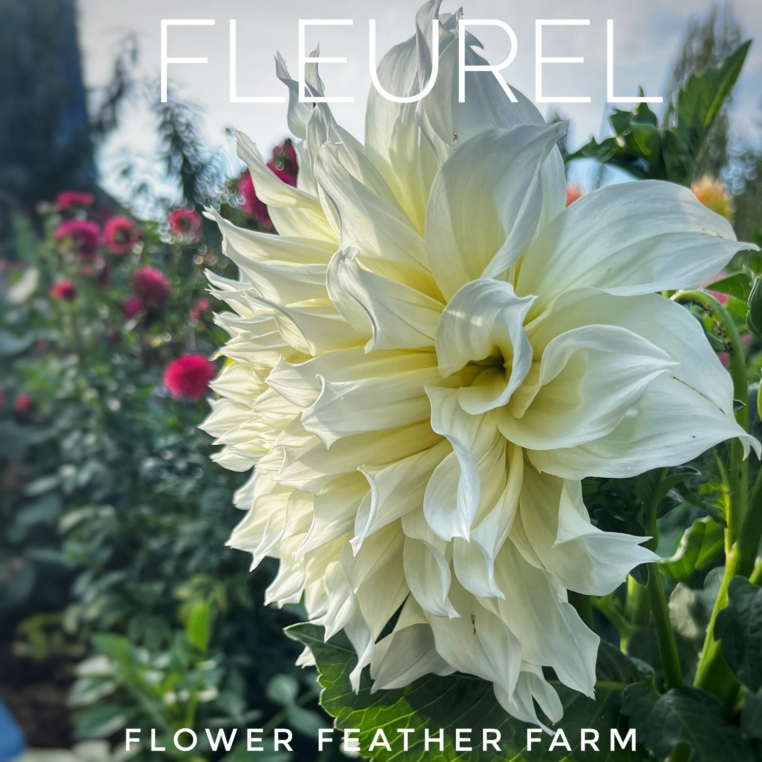 Fleurel Dahlias at Flower Feather Farm, Specialty Chicks and Dahlia Tubers, a Washington State Dahlia farm -- dahlia grower near me