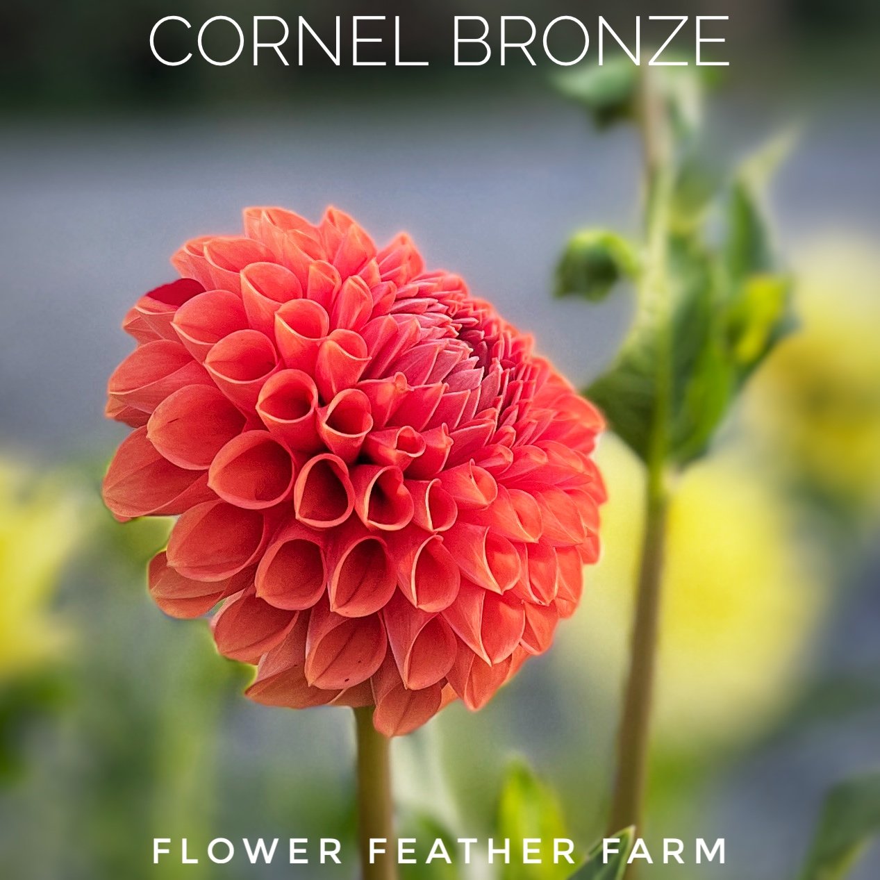 Cornel Bronze at Flower Feather Farm, chicks &amp; dahlias