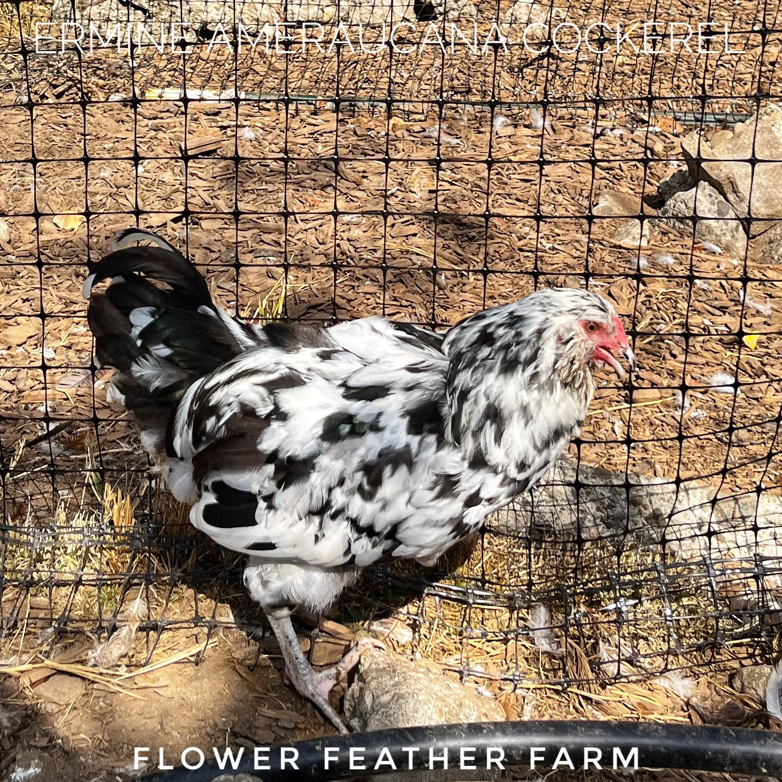 Ermine Ameraucanas at Flower Feather Farm, chicks & dahlias, a chick hatchery nearby