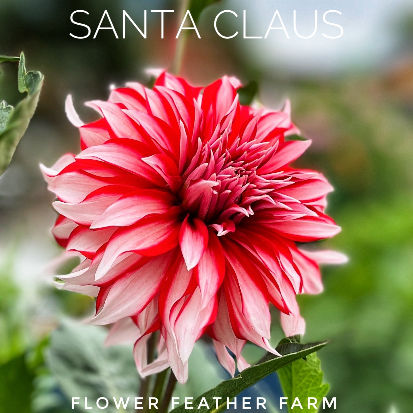 Santa Claus at Flower Feather Farm, chicks &amp; dahlias