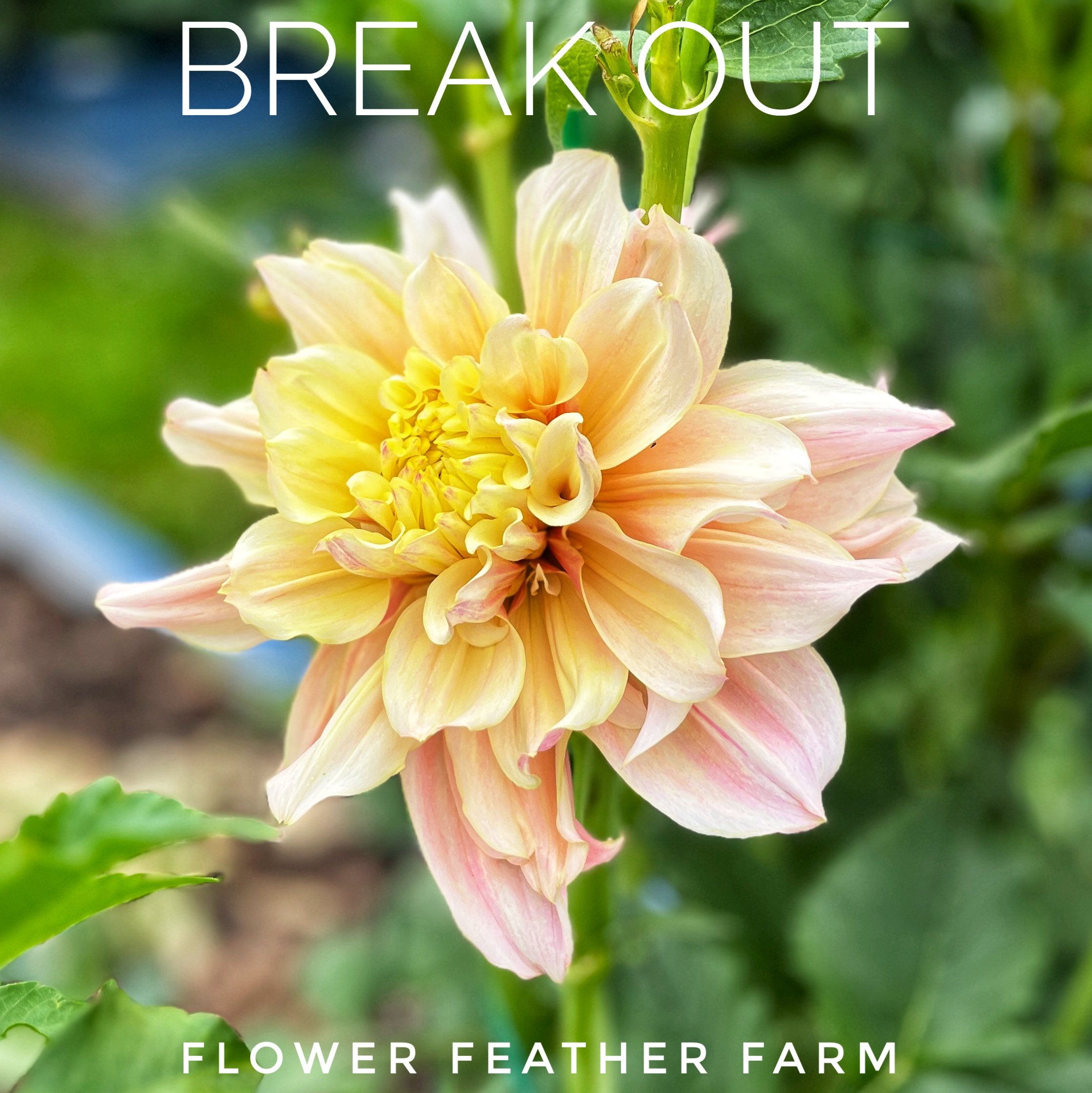 Break Out at Flower Feather Farm, chicks &amp; dahlias