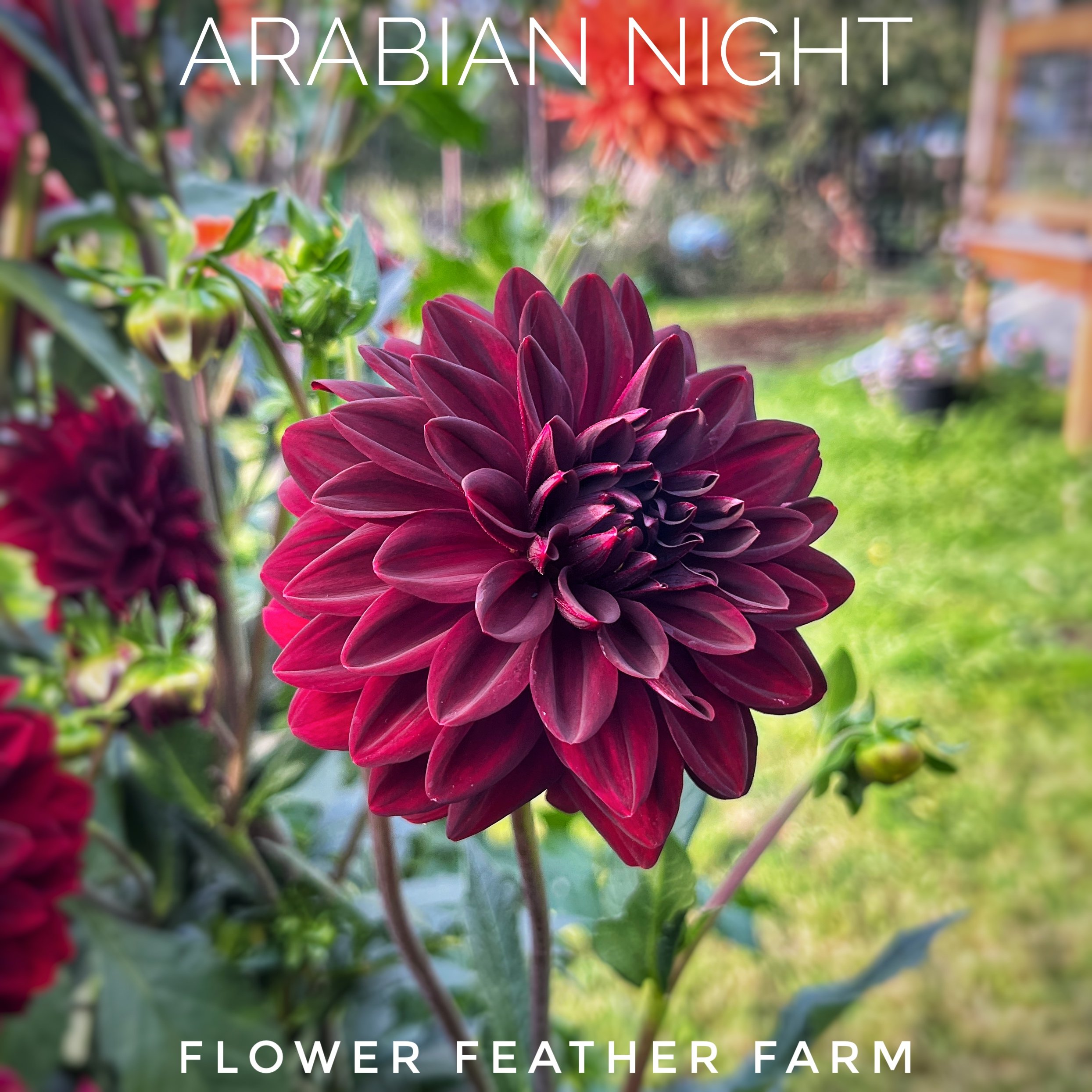 Arabian Night at Flower Feather Farm, chicks &amp; dahlias