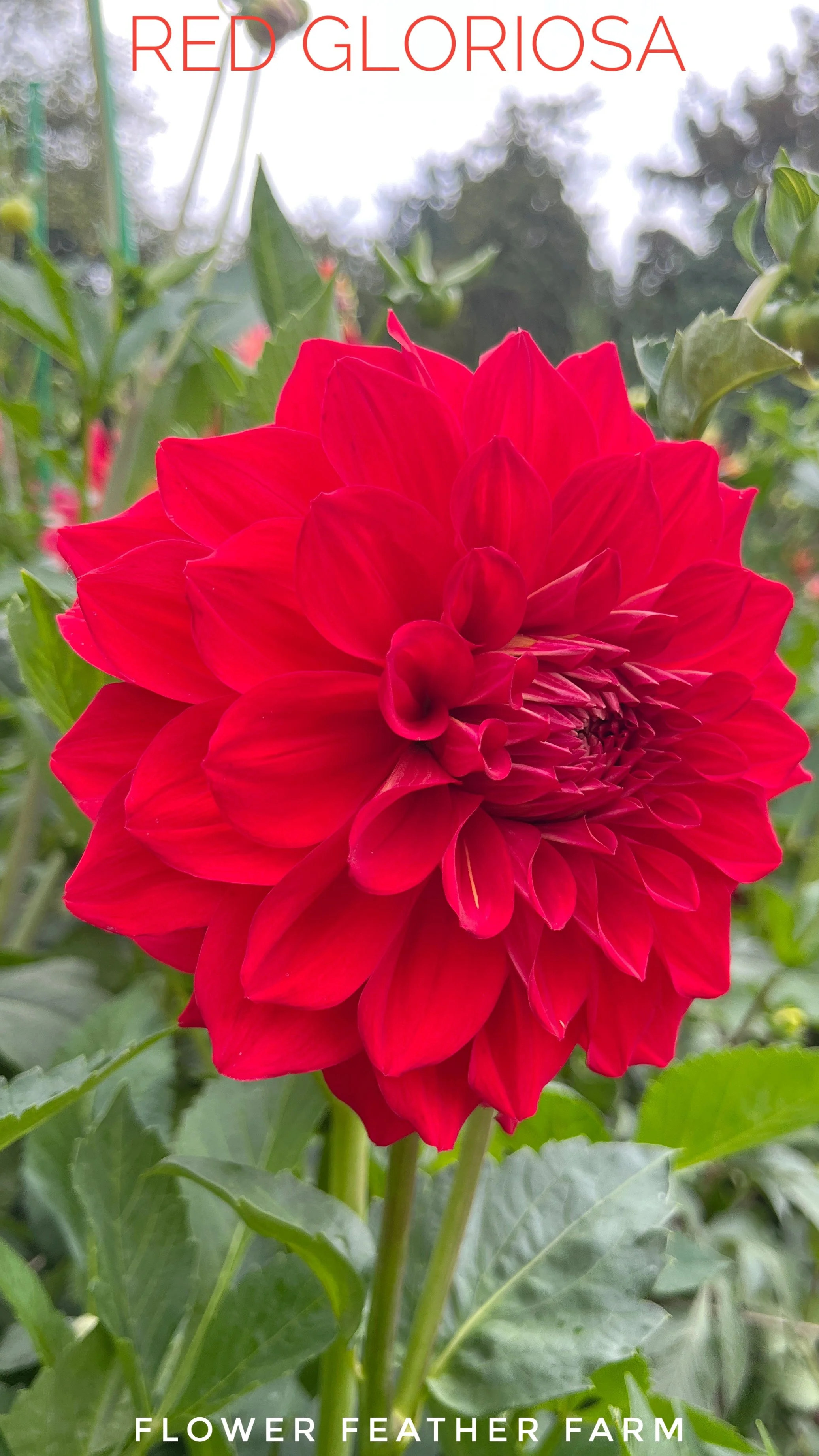 Gloriosa Dahlias at Flower Feather Farm, Specialty Chicks and Dahlia